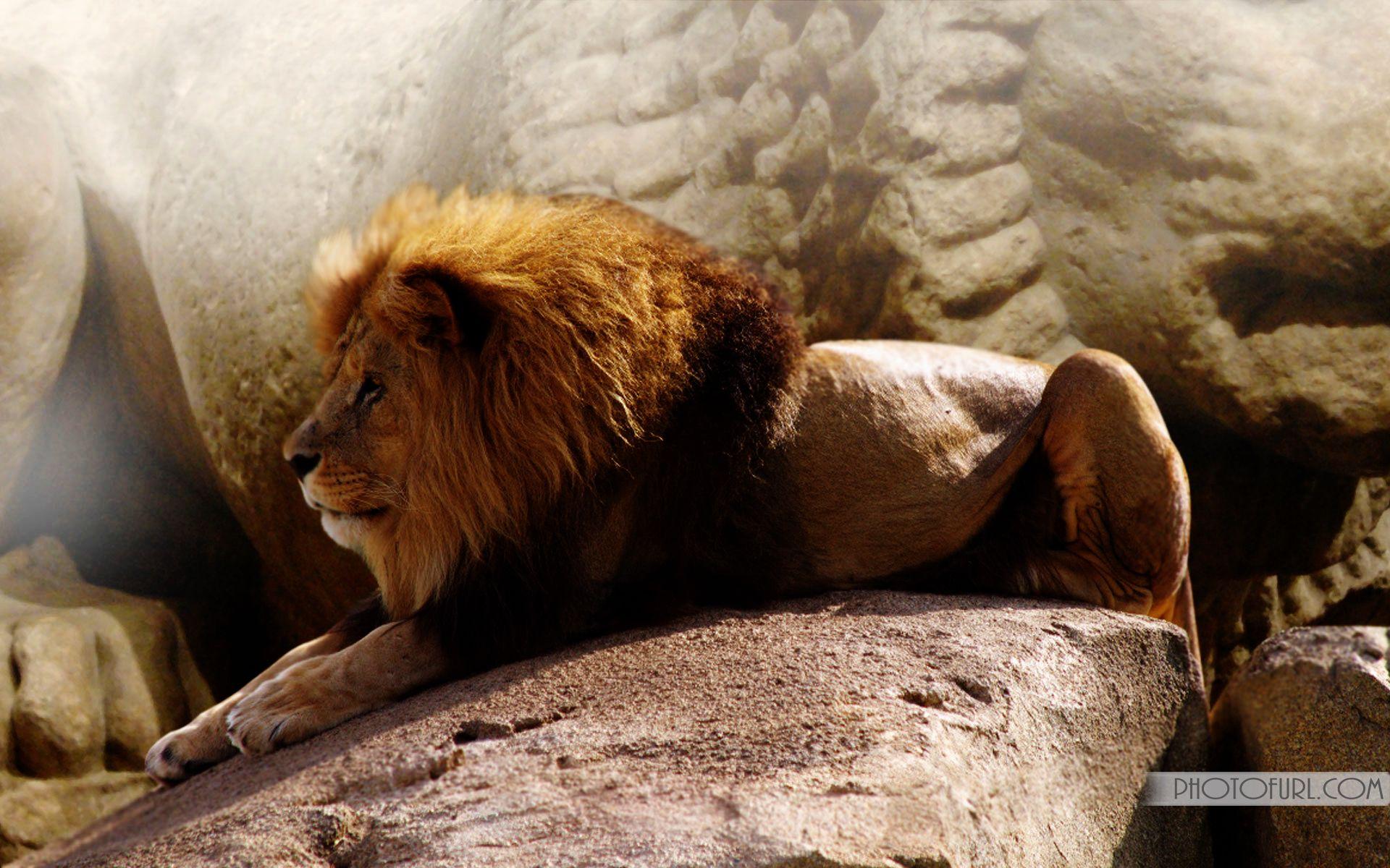 1920x1200 Lion And Eagle Wallpaper
