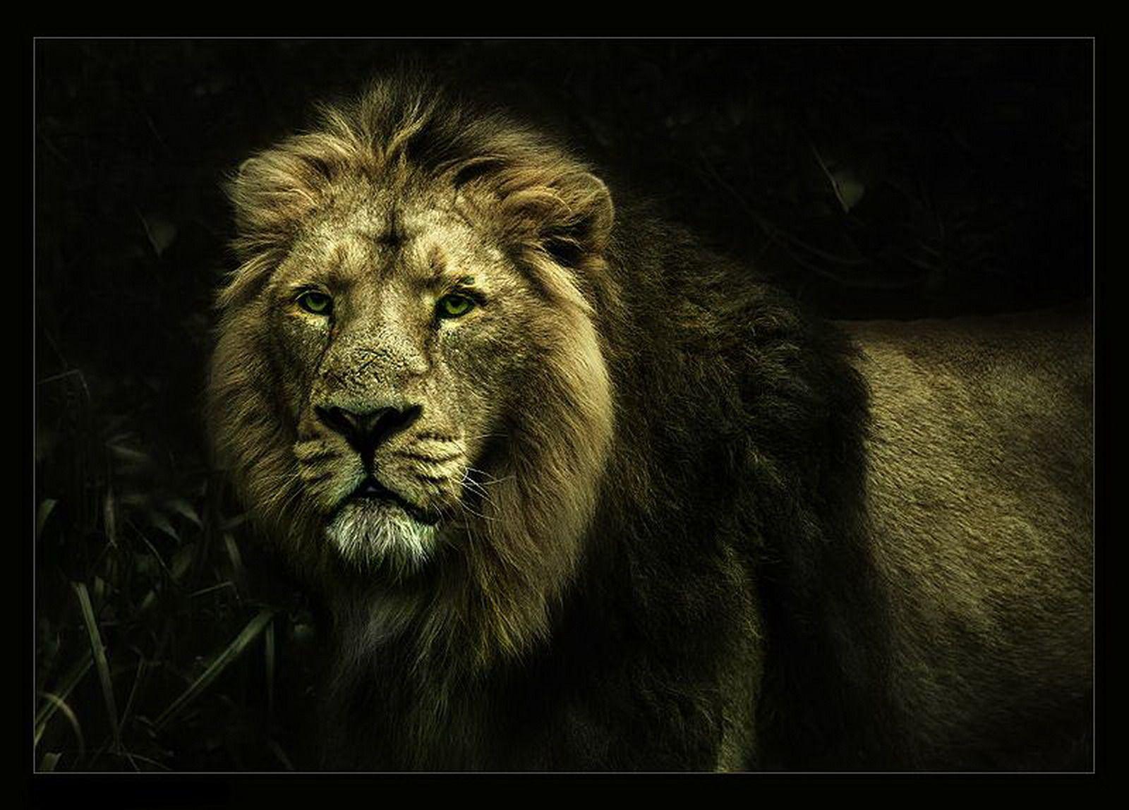 1600x1148 Cool Lion Wallpaper