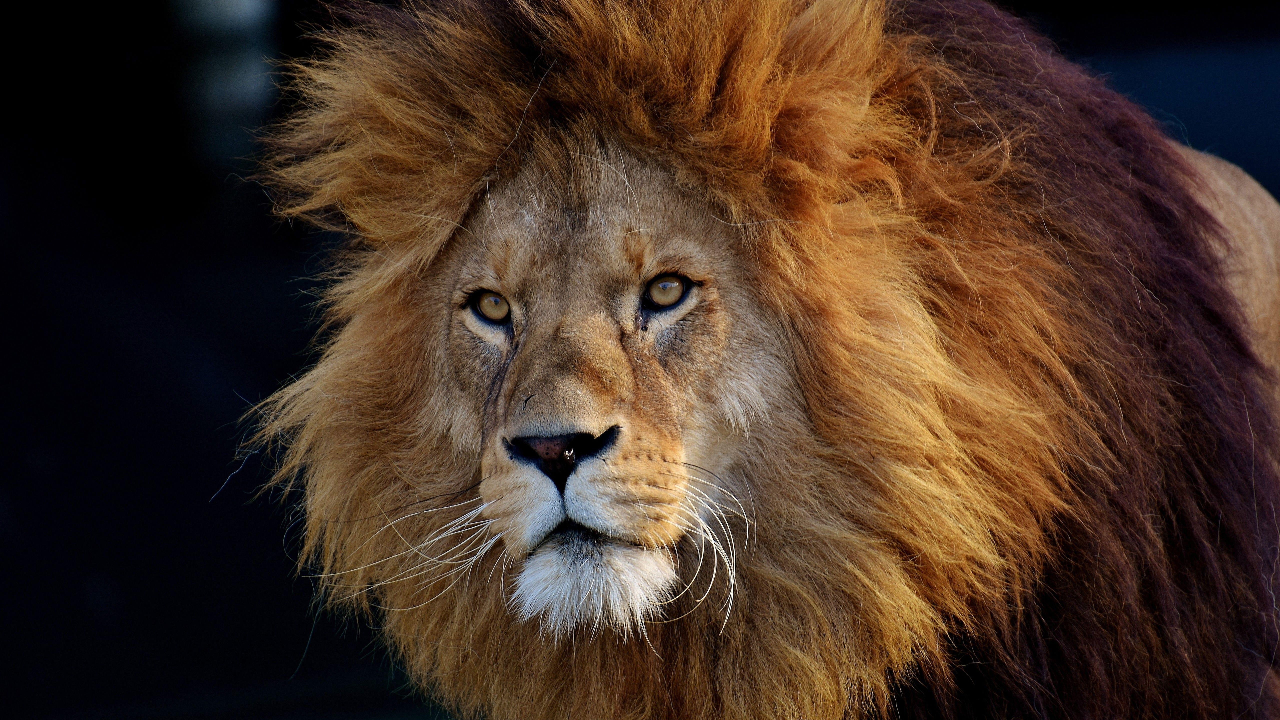 5120x2880 Brave Lion On Closeup 4K 5K HD Lion Wallpaper