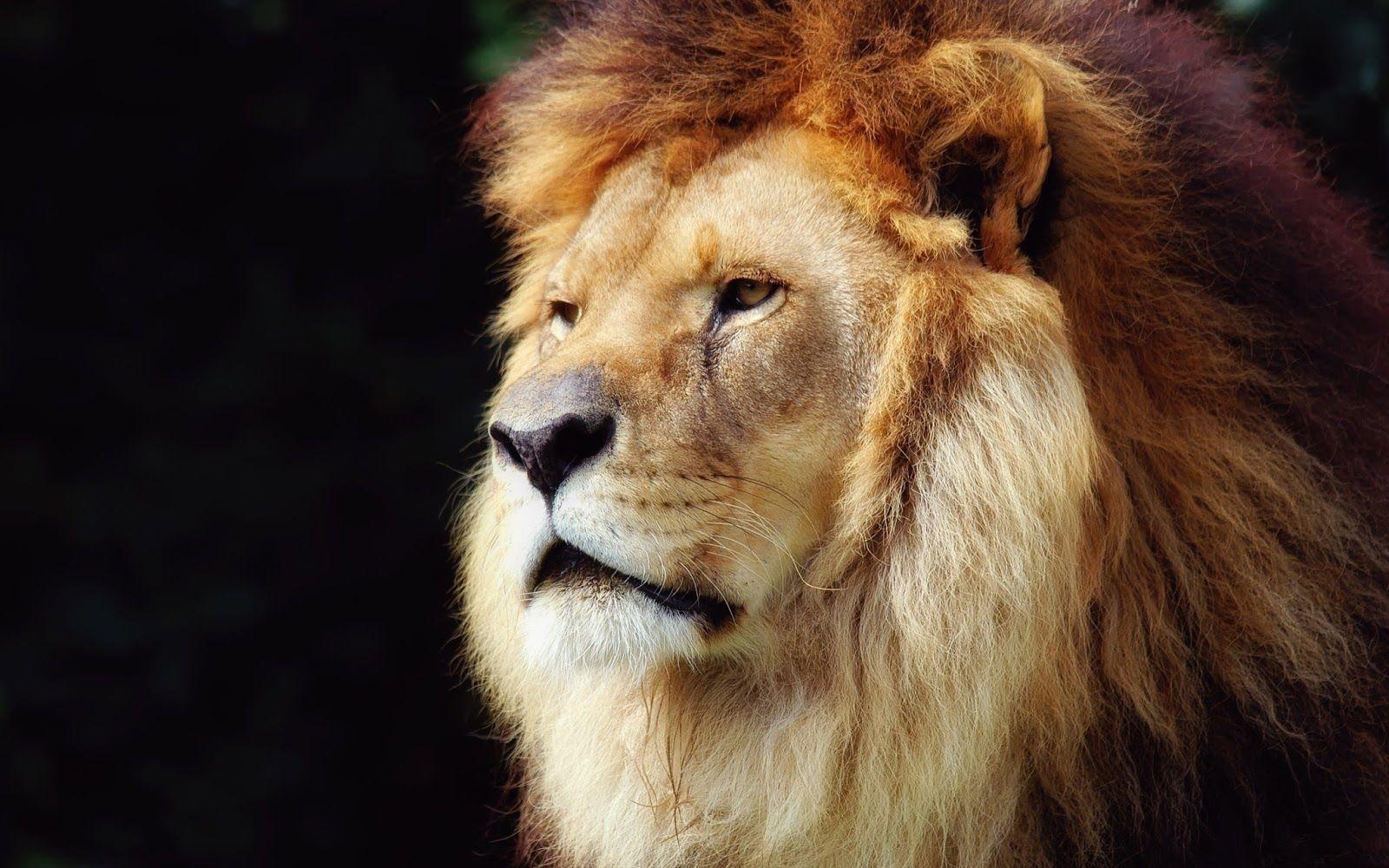 1600x1000 HD 4K Lion Wallpaper 1080p For Desktop (2020)