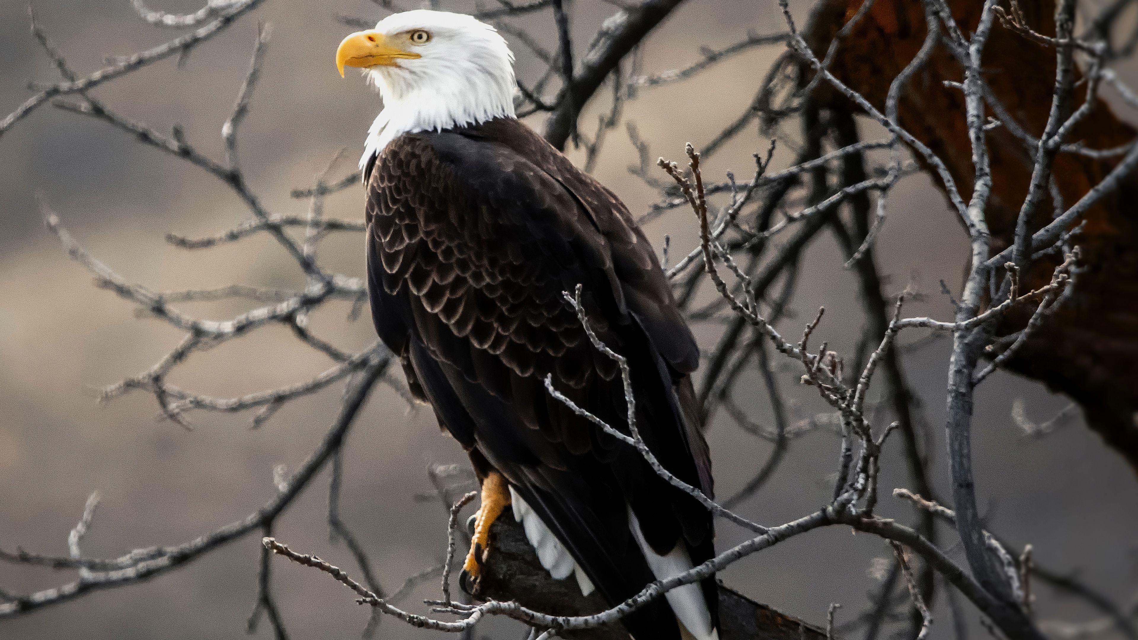 3840x2160 Bald Eagle Lion .
