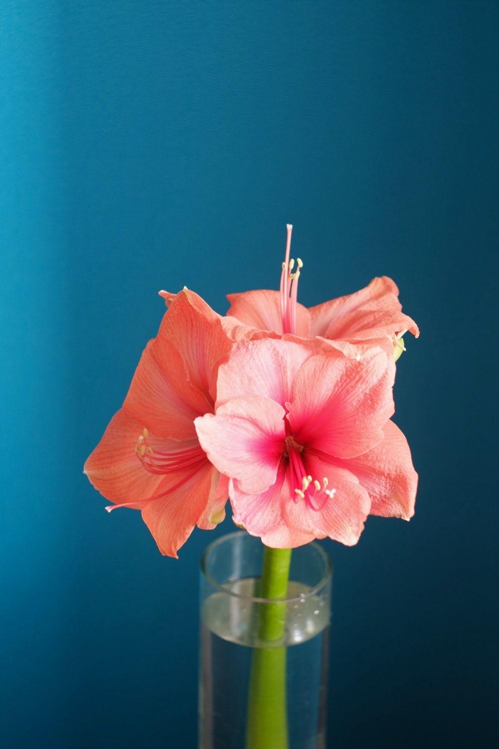 1000x1500 Big Flower Picture. Download Free Image