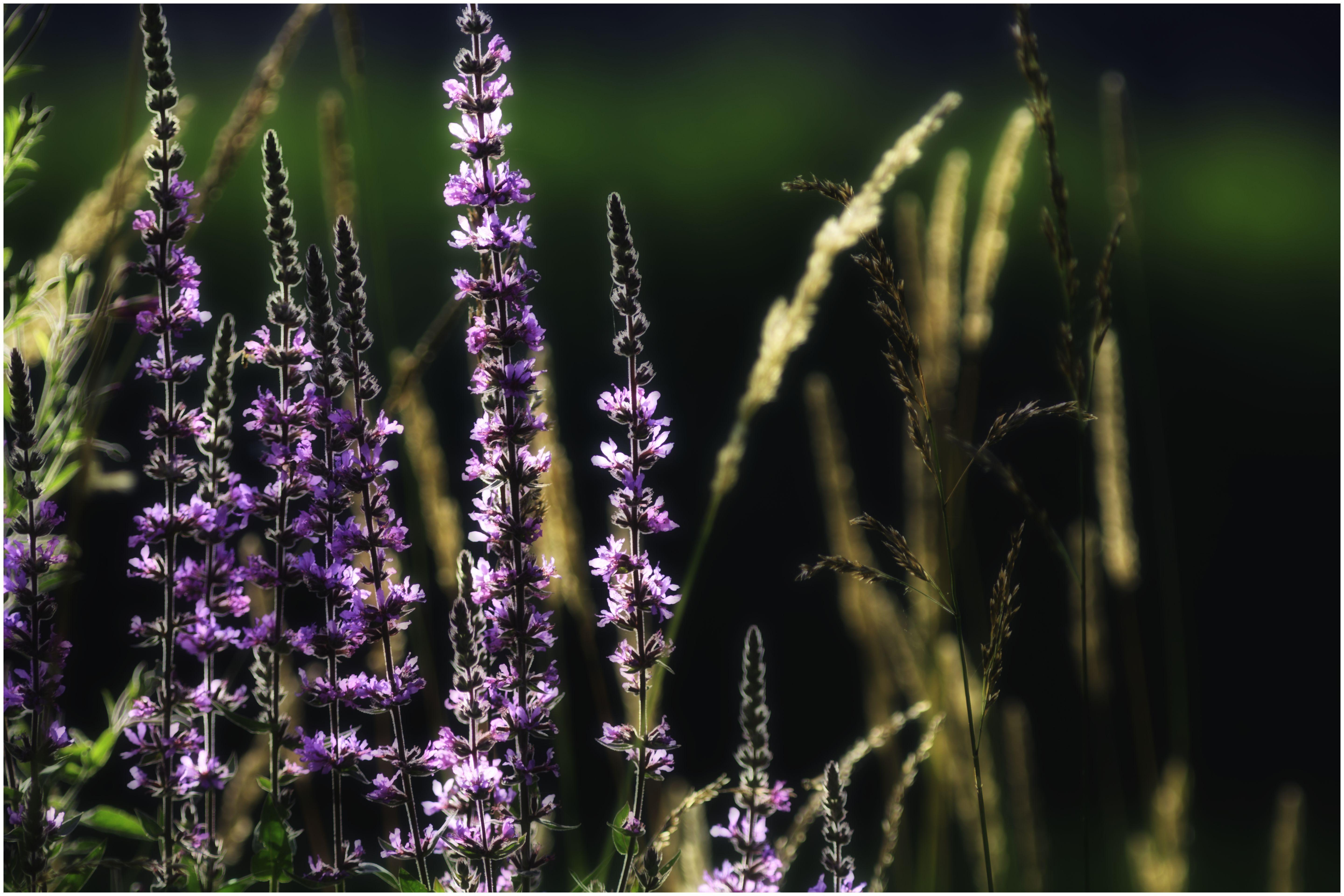 5760x3840 Aesthetic Flower Laptop Wallpaper