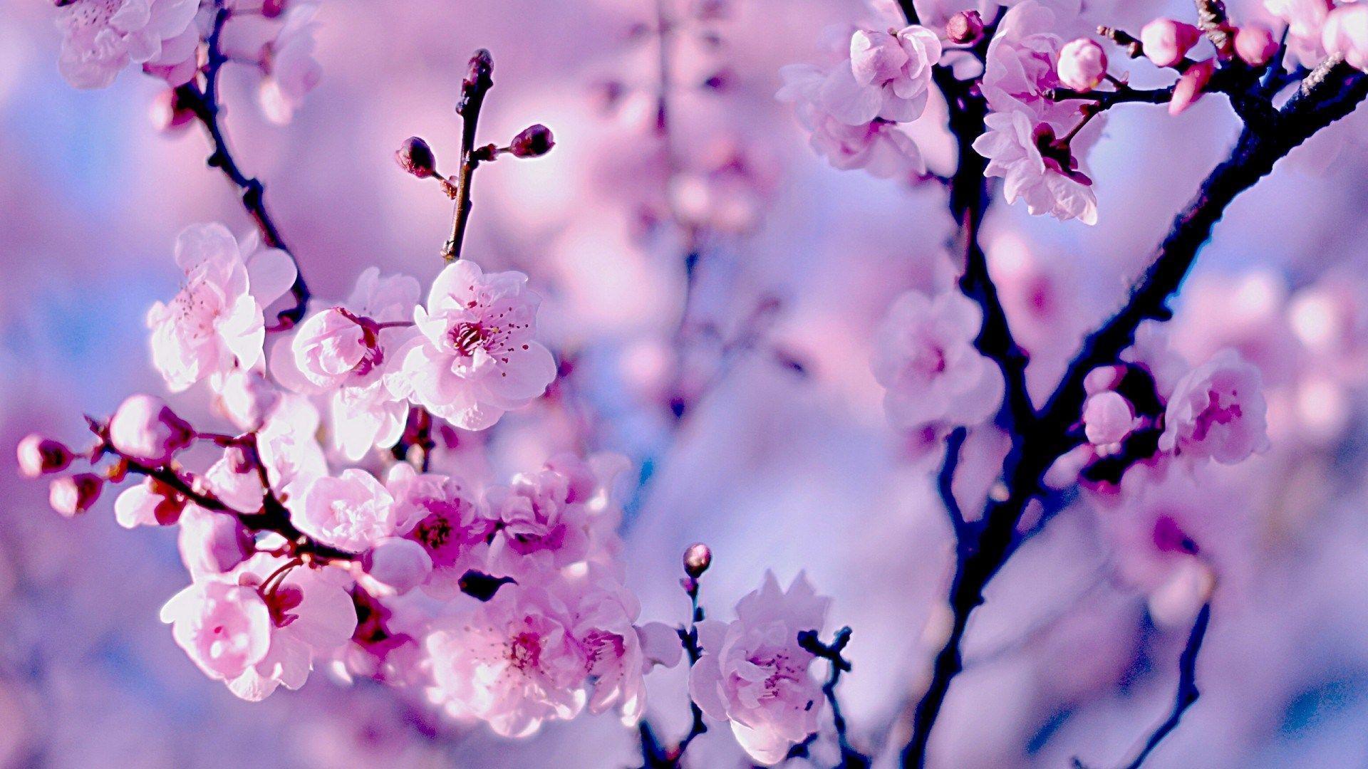 Purple Flowers Aesthetic Laptop Wallpapers - Top Free Purple Flowers ...