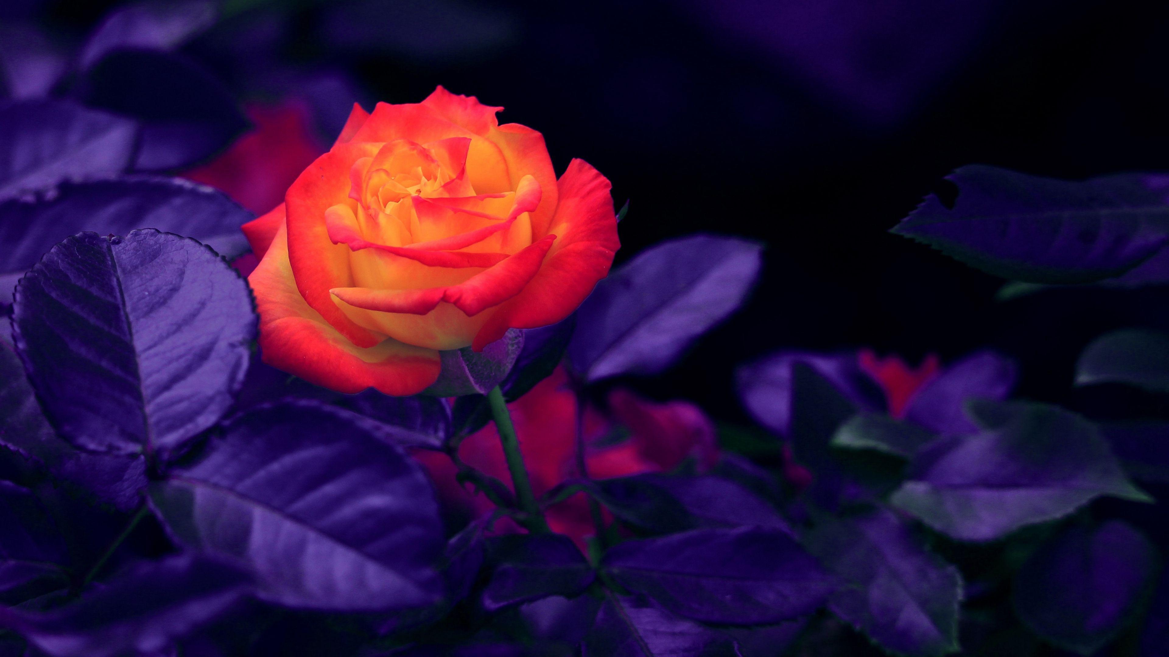 3840x2160 Rose Bud 4K wallpaper. Rose wallpaper, Rose buds, Rose