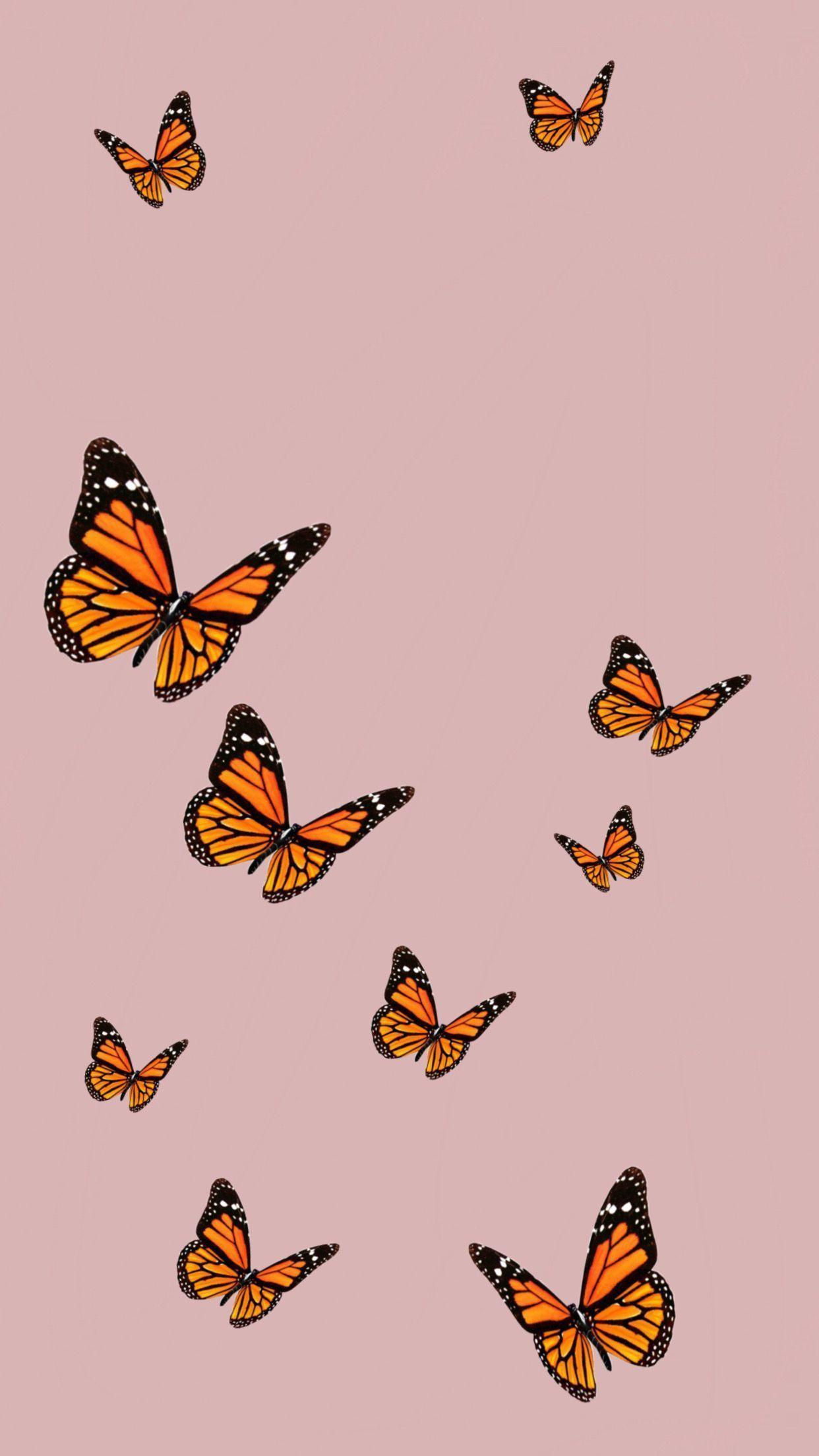 Hình nền con bướm đẹp đơn giản 1242x2208