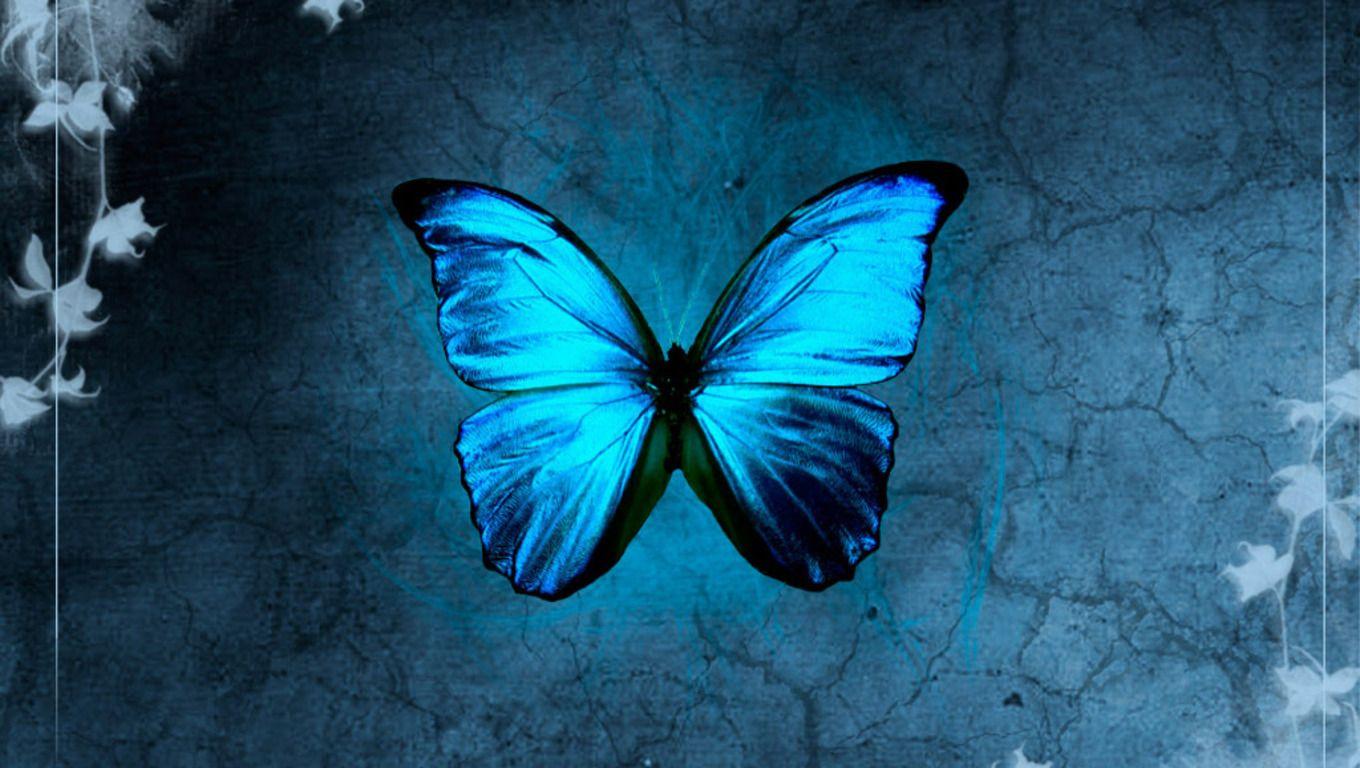 Hình ảnh con bướm có hình thái màu xanh 1360x768: Thư mục Hình ảnh Khoa học Sinh học