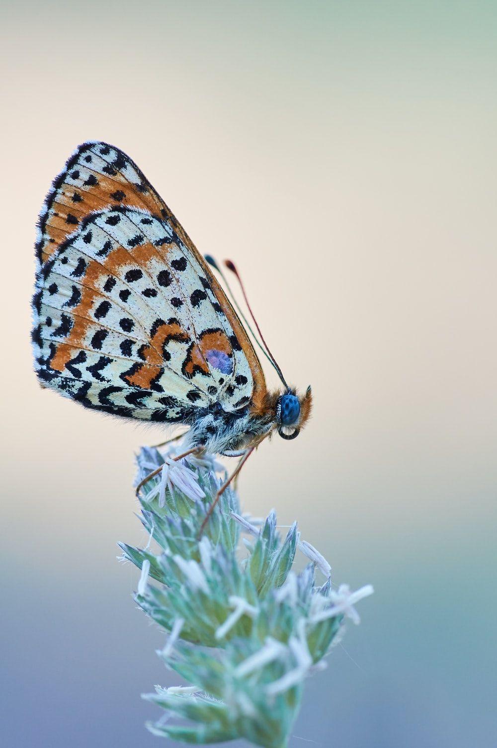 Con bướm nâu và đen 1000x1505 đậu trên ảnh hoa - Ảnh miễn phí
