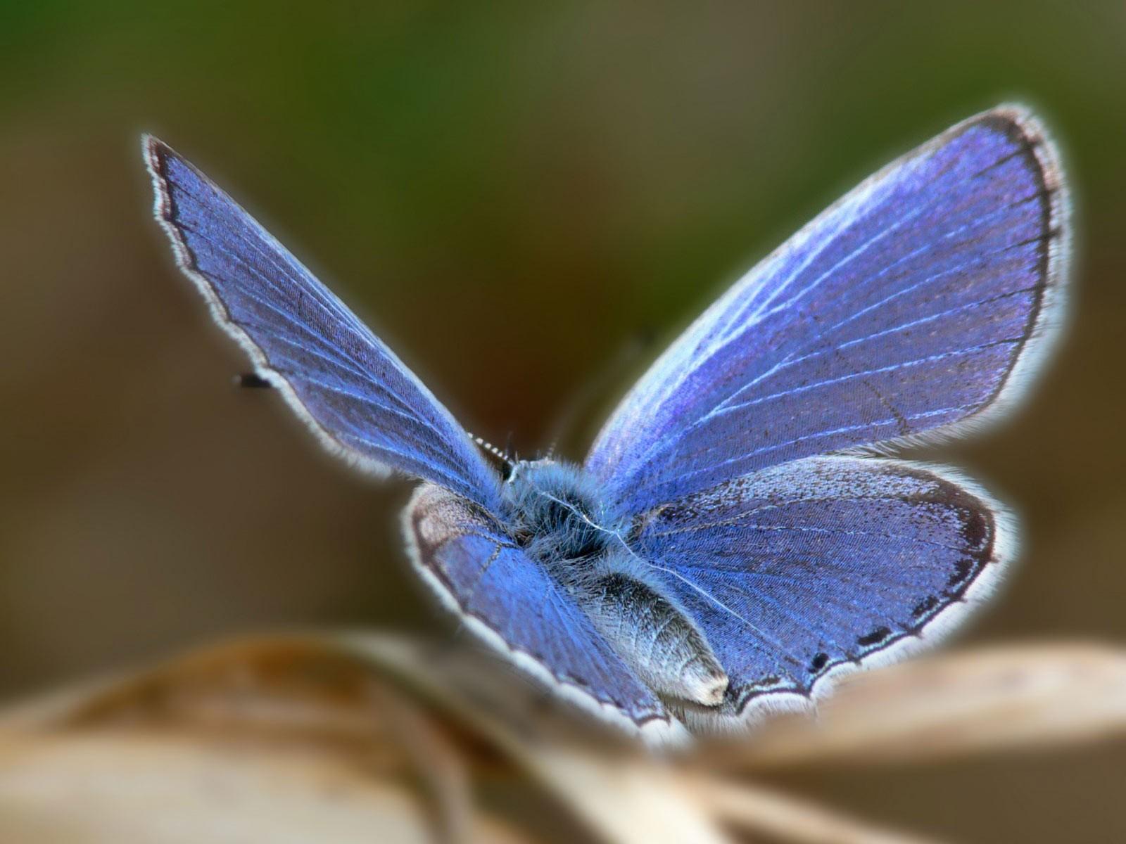 Hình nền con bướm xanh tuyệt đẹp 1600x1200.  kho ảnh đẹp con bướm xanh