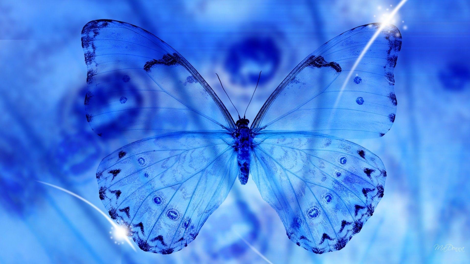 1920x1080 Hình nền con bướm xanh