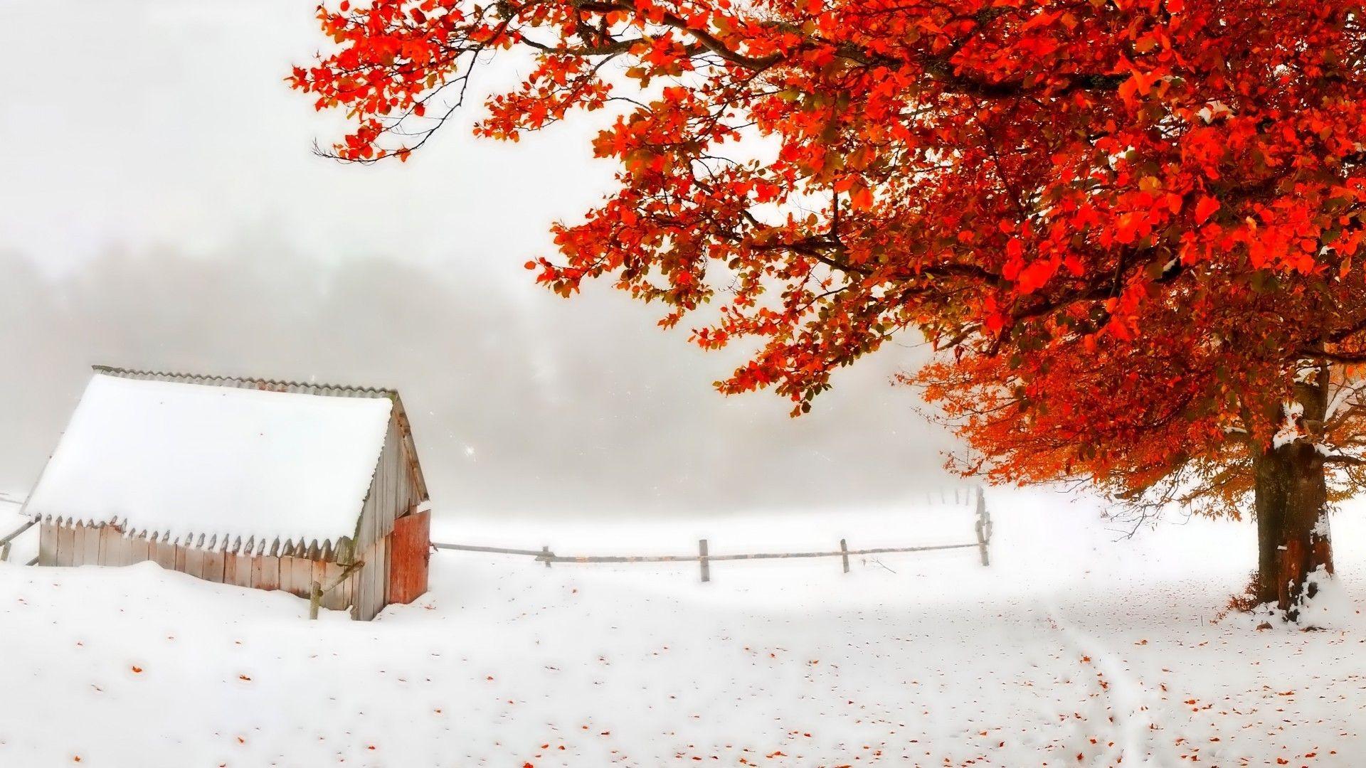 1920x1080 Storm Shack Tree Red Snow Leaves Early Autumn Countryside Winter Wallpaper For Desktop Background. Winter wallpaper, Winter trees, Free winter wallpaper