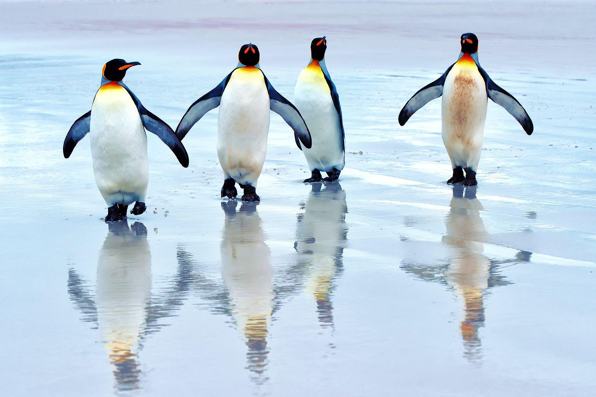 1920x1280 Penguin Wallpaper