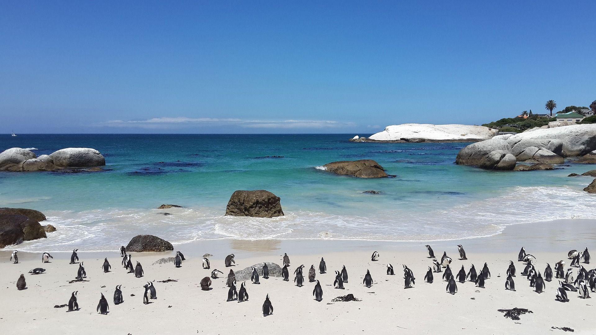 1920x1080 Outdoor Penguins Beach HD Wallpaper. Africa holiday, South africa travel, Africa travel