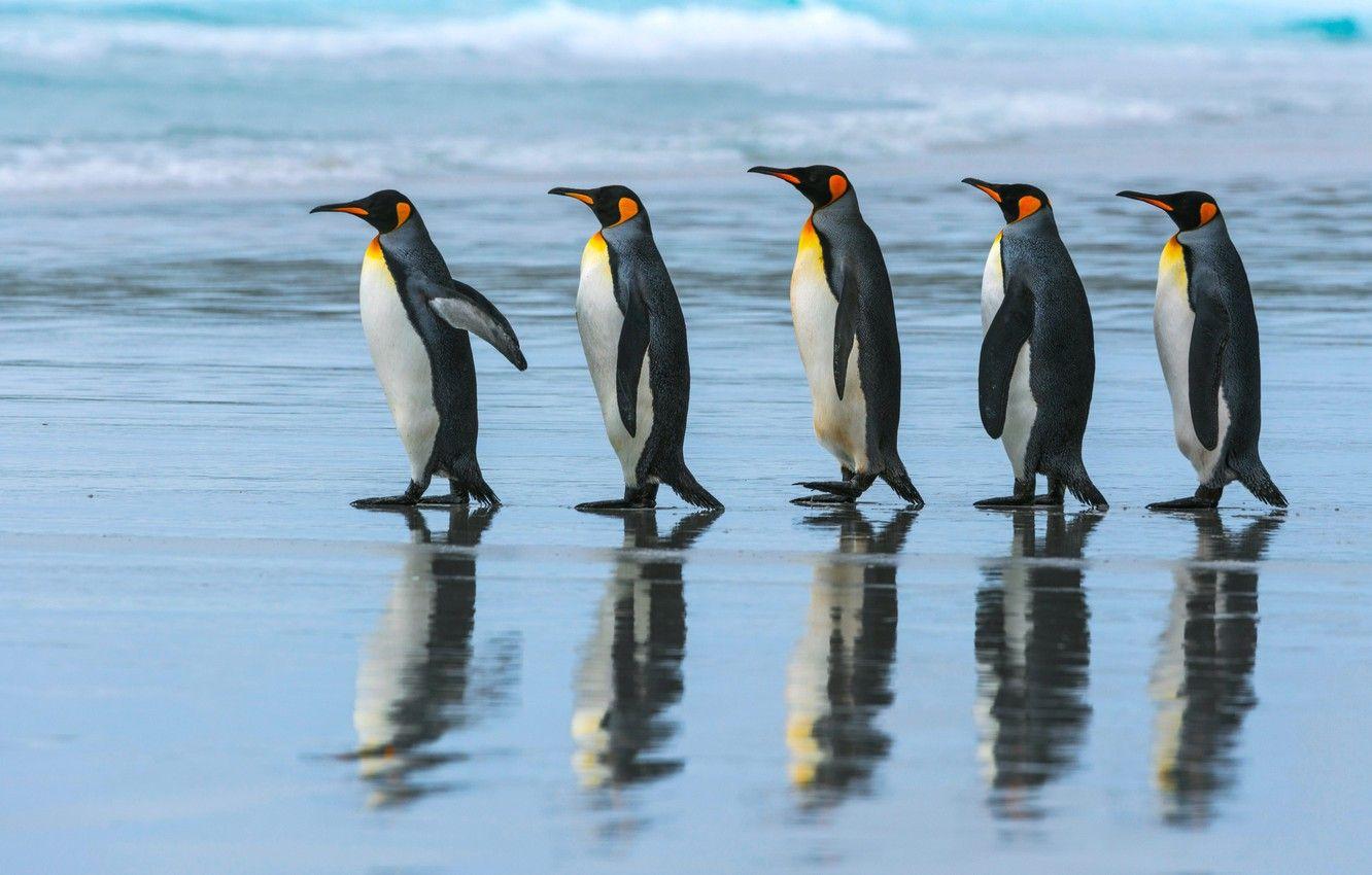 1332x850 Wallpaper sea, beach, the ocean, pack, penguins, walk, Emperor penguin image for desktop, section животные