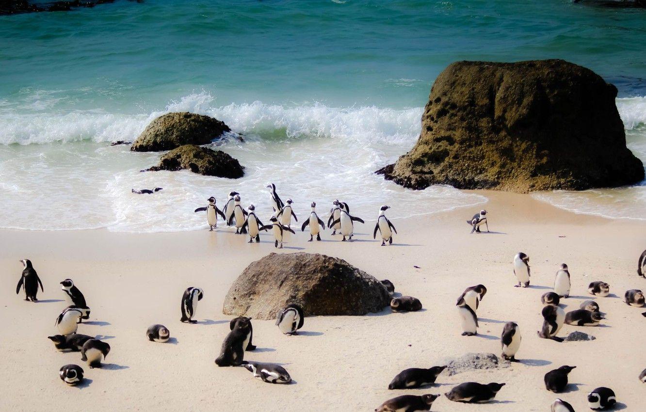 1332x850 Wallpaper beach, sea, south africa, stove, penguins image for desktop, section животные