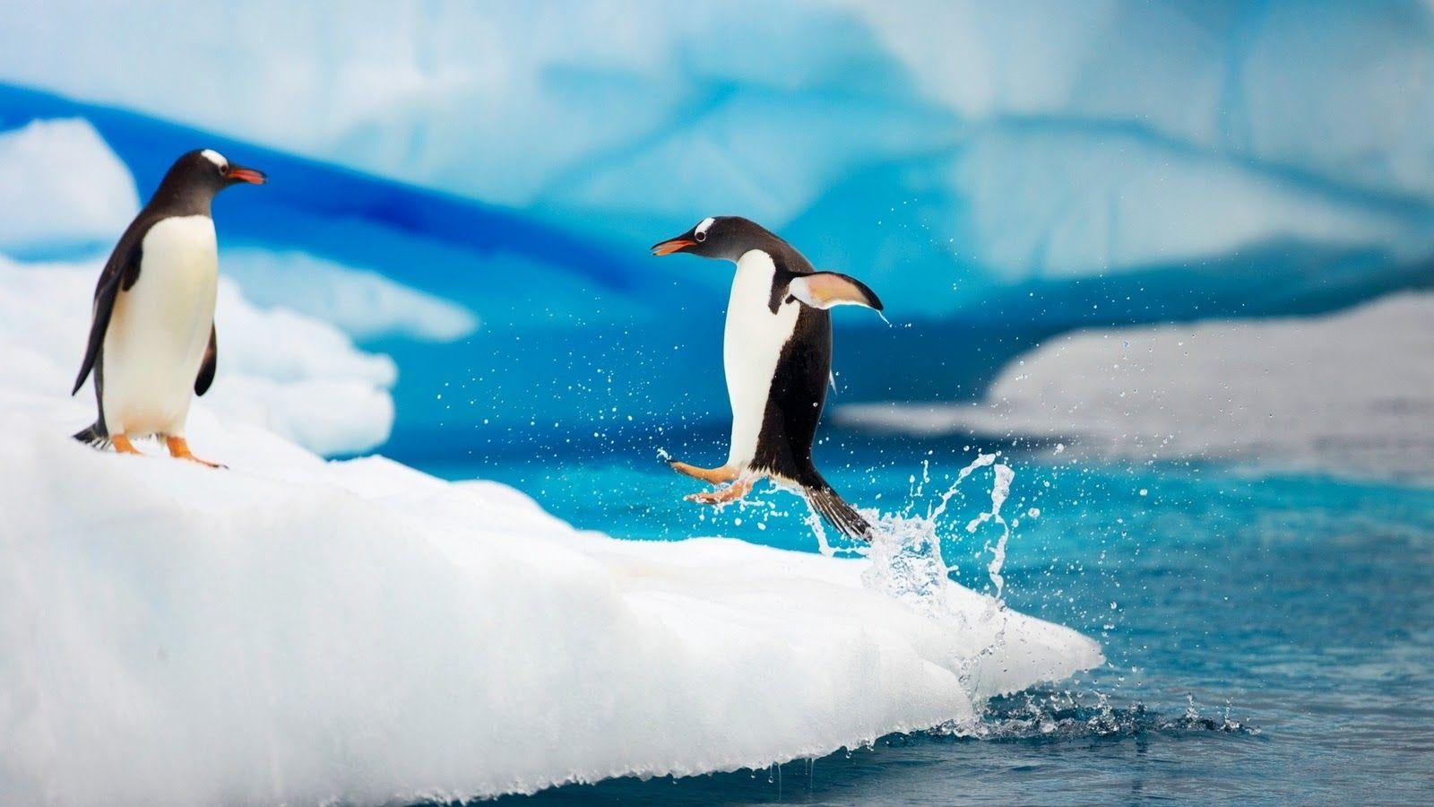1600x900 Penguin Wallpaper for Desktop