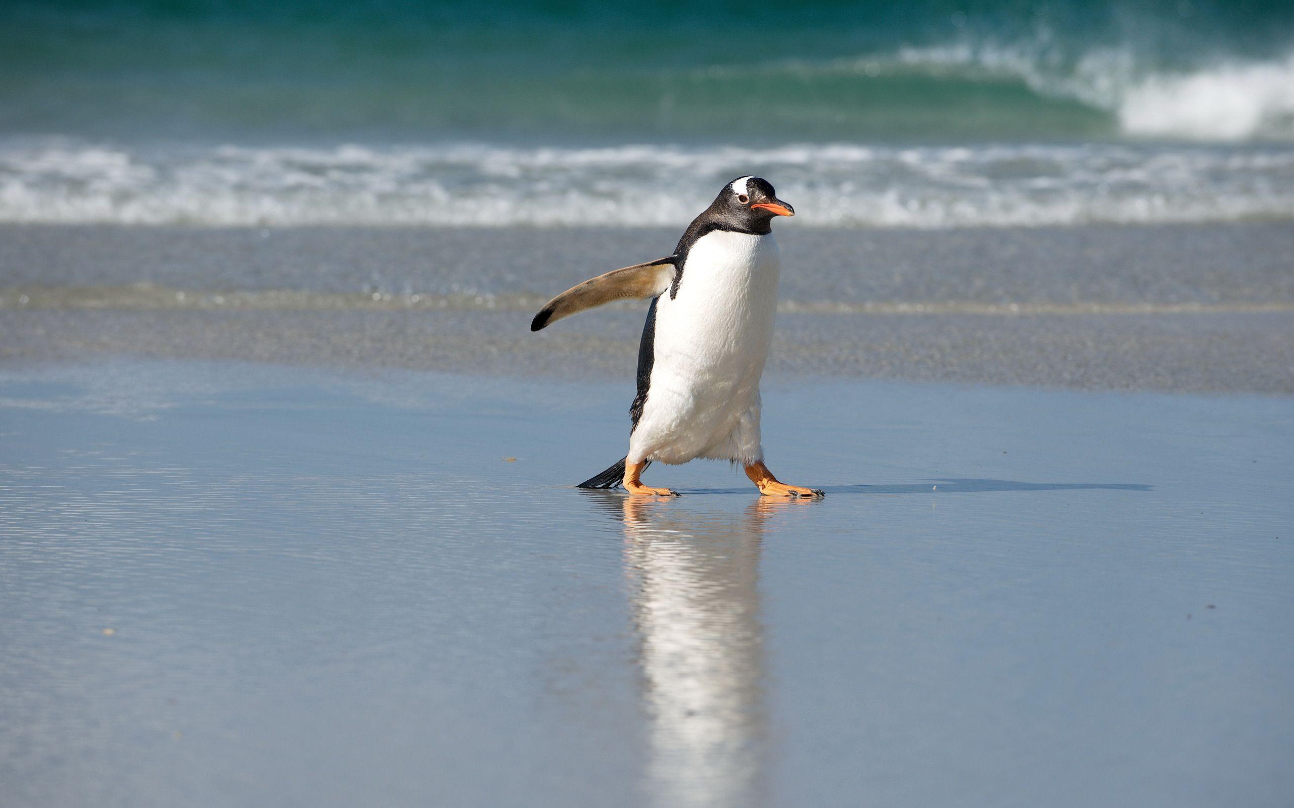 2560x1600 Penguin On A Beach Wallpaper