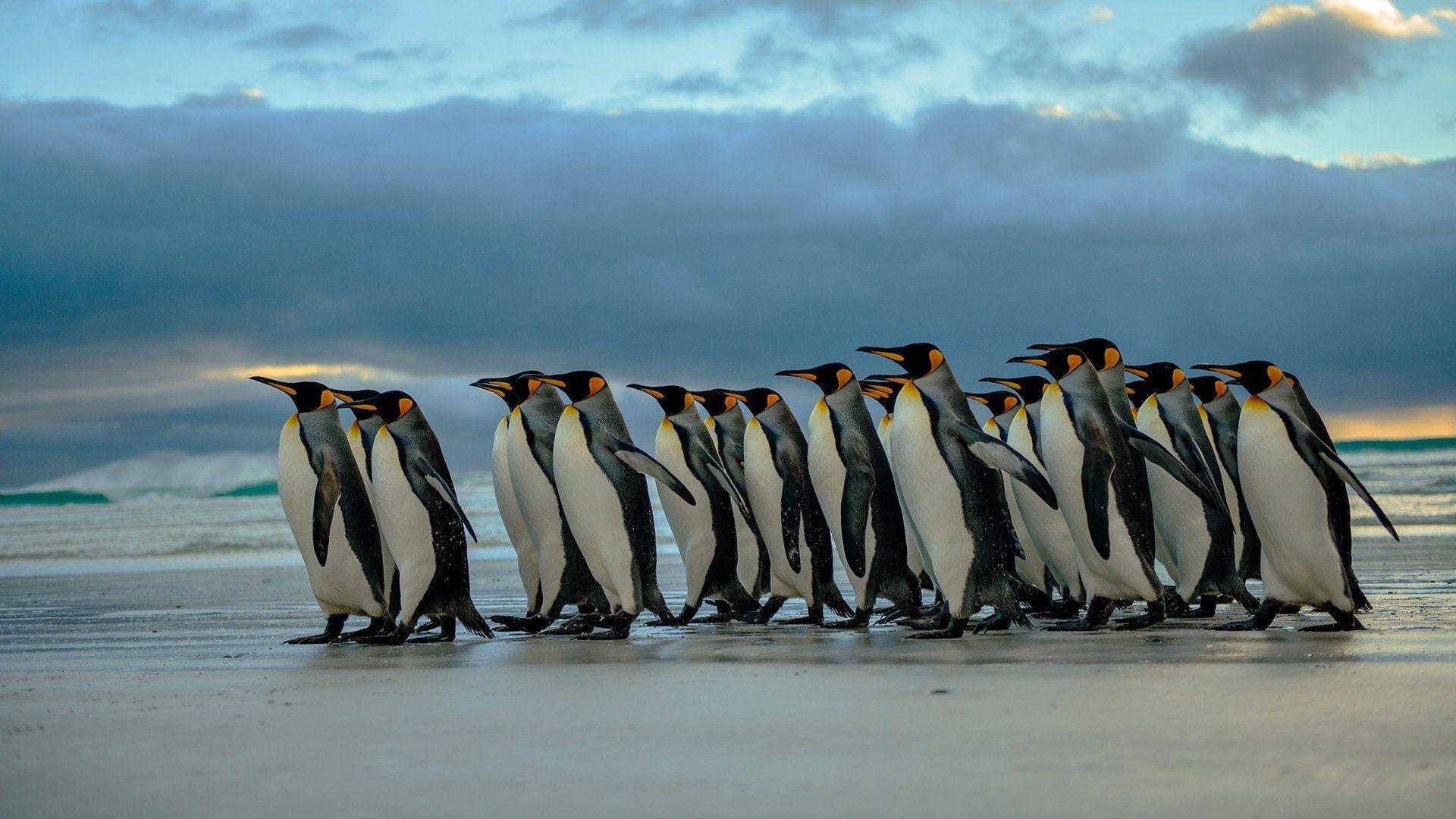 1920x1080 nature, Penguins, Birds, Beach HD Wallpaper / Desktop and Mobile Image & Photo