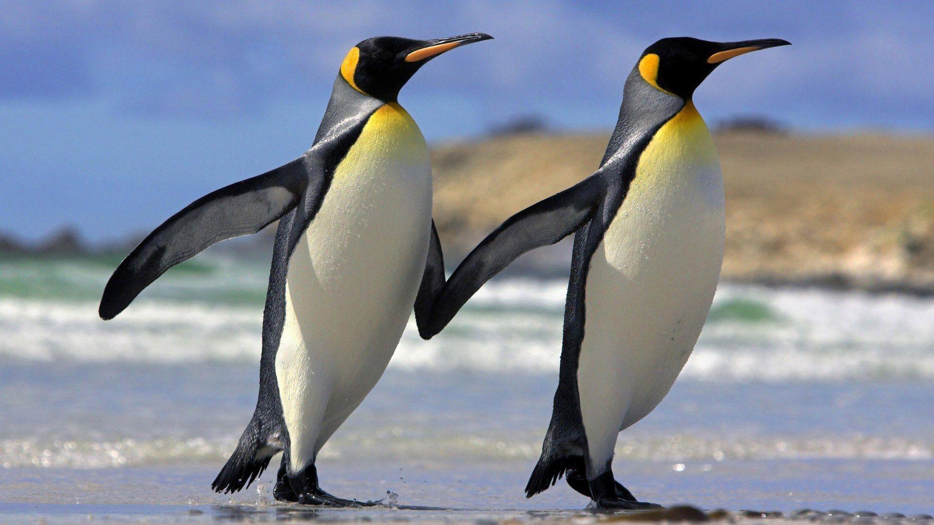 1920x1080 Amazing Animals on Beach Wallpaper Free Beach HD Wallpaper in 2880x 2560x 1920x1200 and in all res. Penguins, Penguin animals, Cute penguins