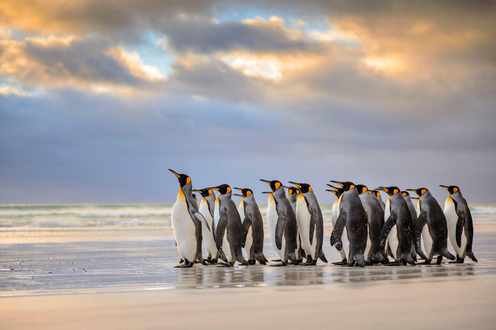 2048x1366 Penguin HD