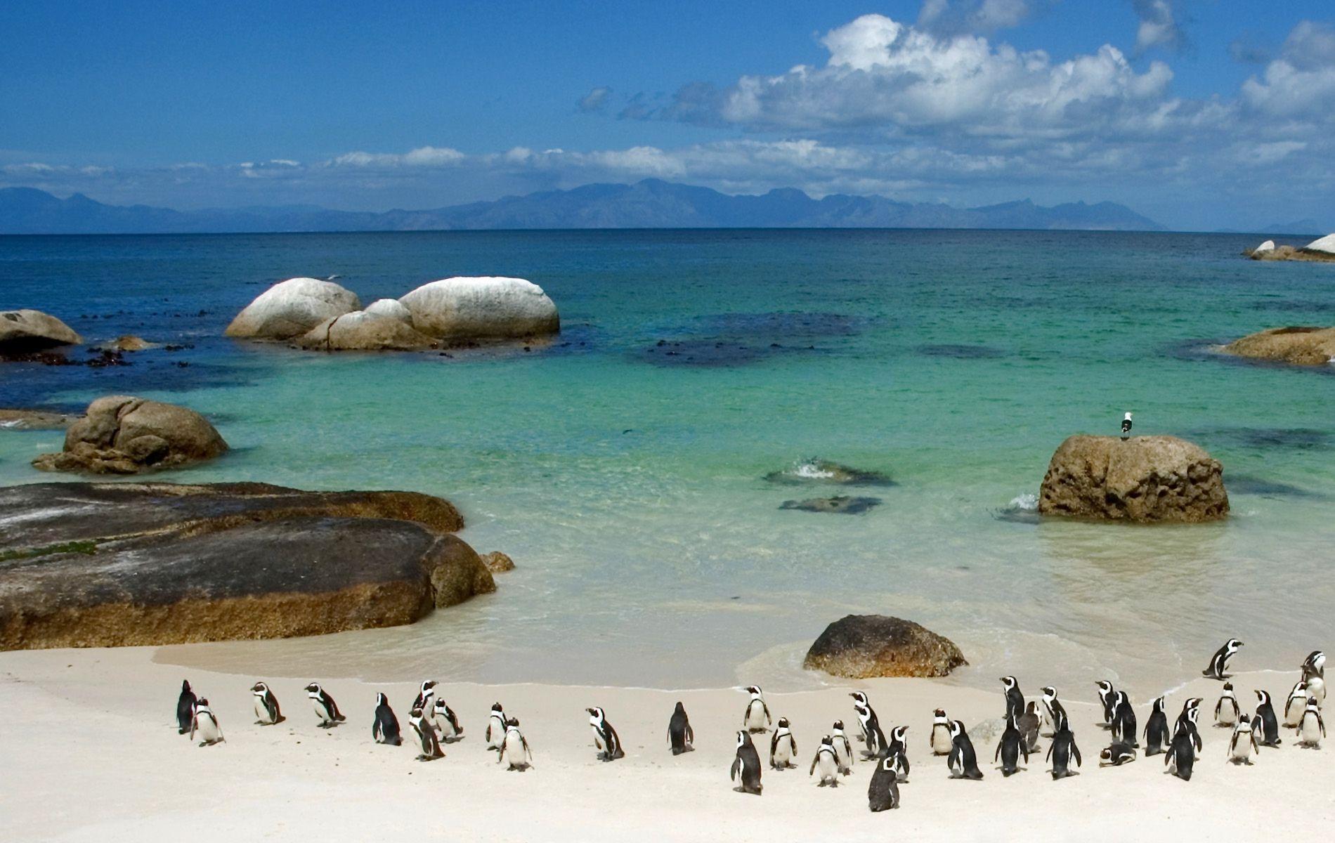 1900x1200 Penguins On the Beach Windows 1.0 .