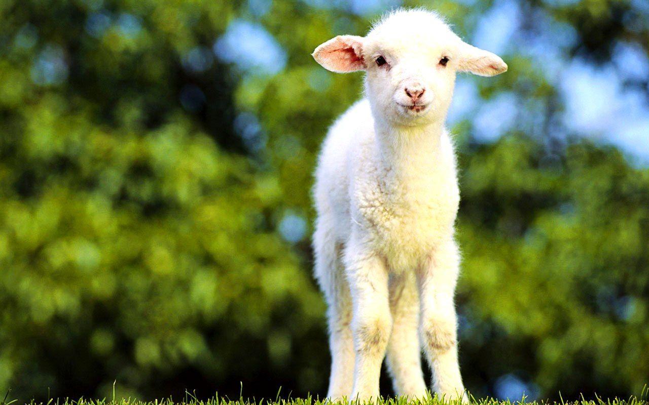 1280x800 Cute White Baby Goats HD Wallpaper