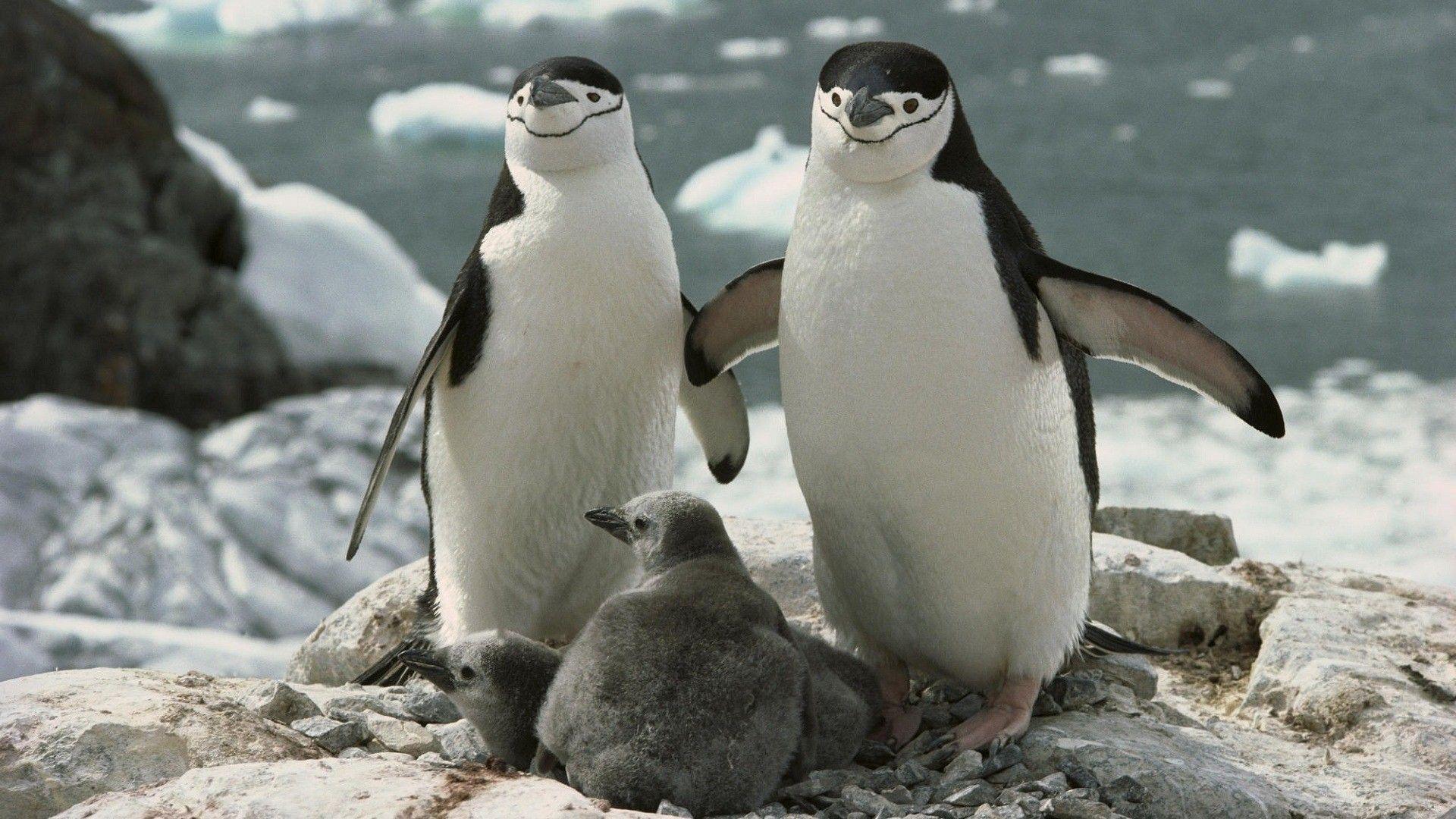 1920x1080 Penguin Family Near Beach
