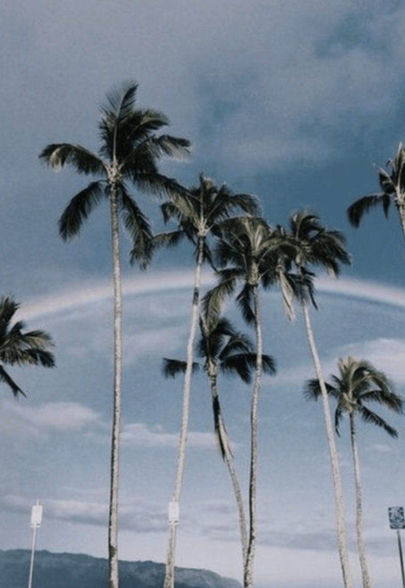 802x1164 aesthetic landscape photography. hawaii rainbow and coconut trees. Fotografi, Gambar, Menggambar pohon