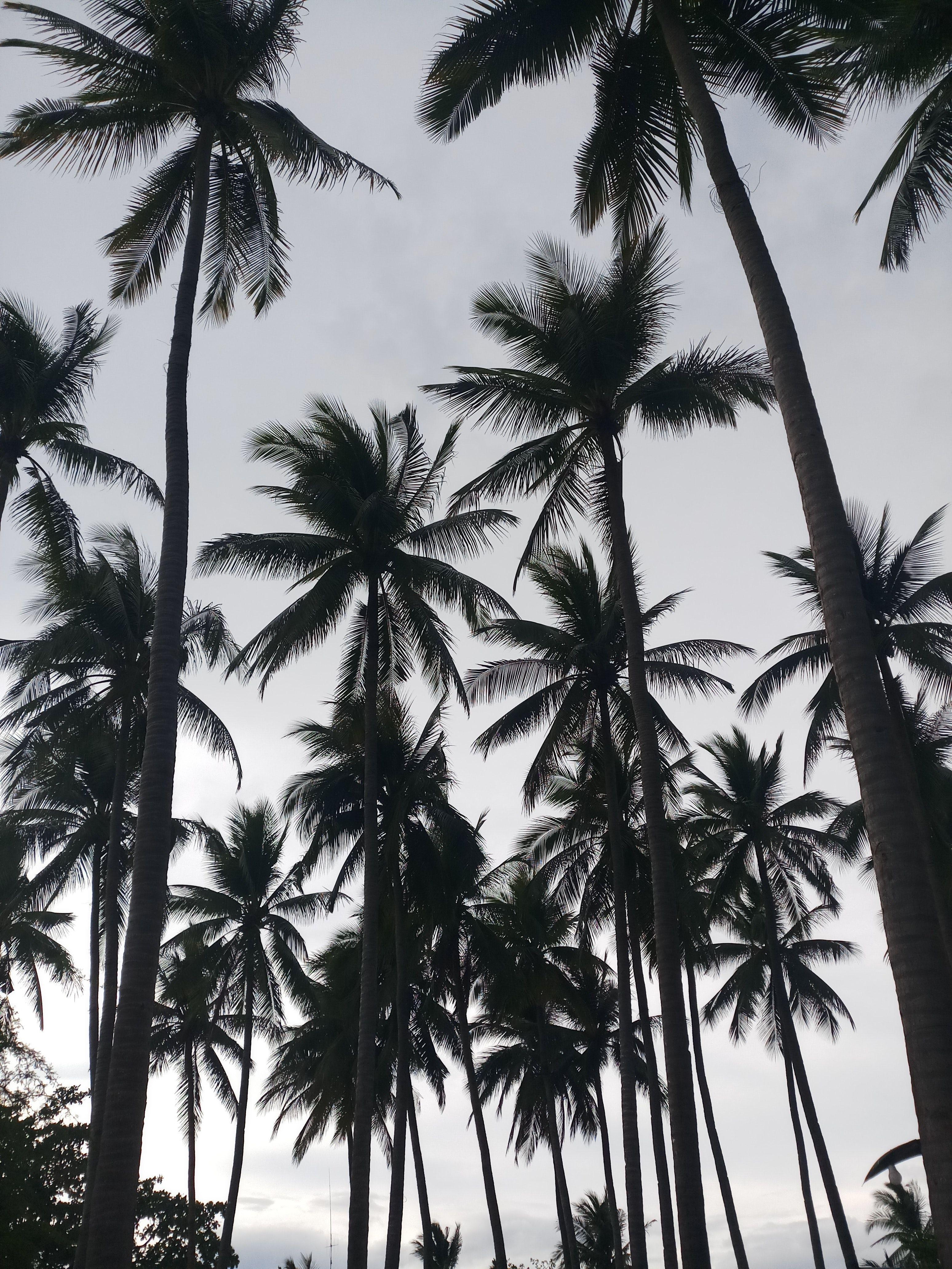 3096x4128 Palm Tree Grunge Aesthetic .