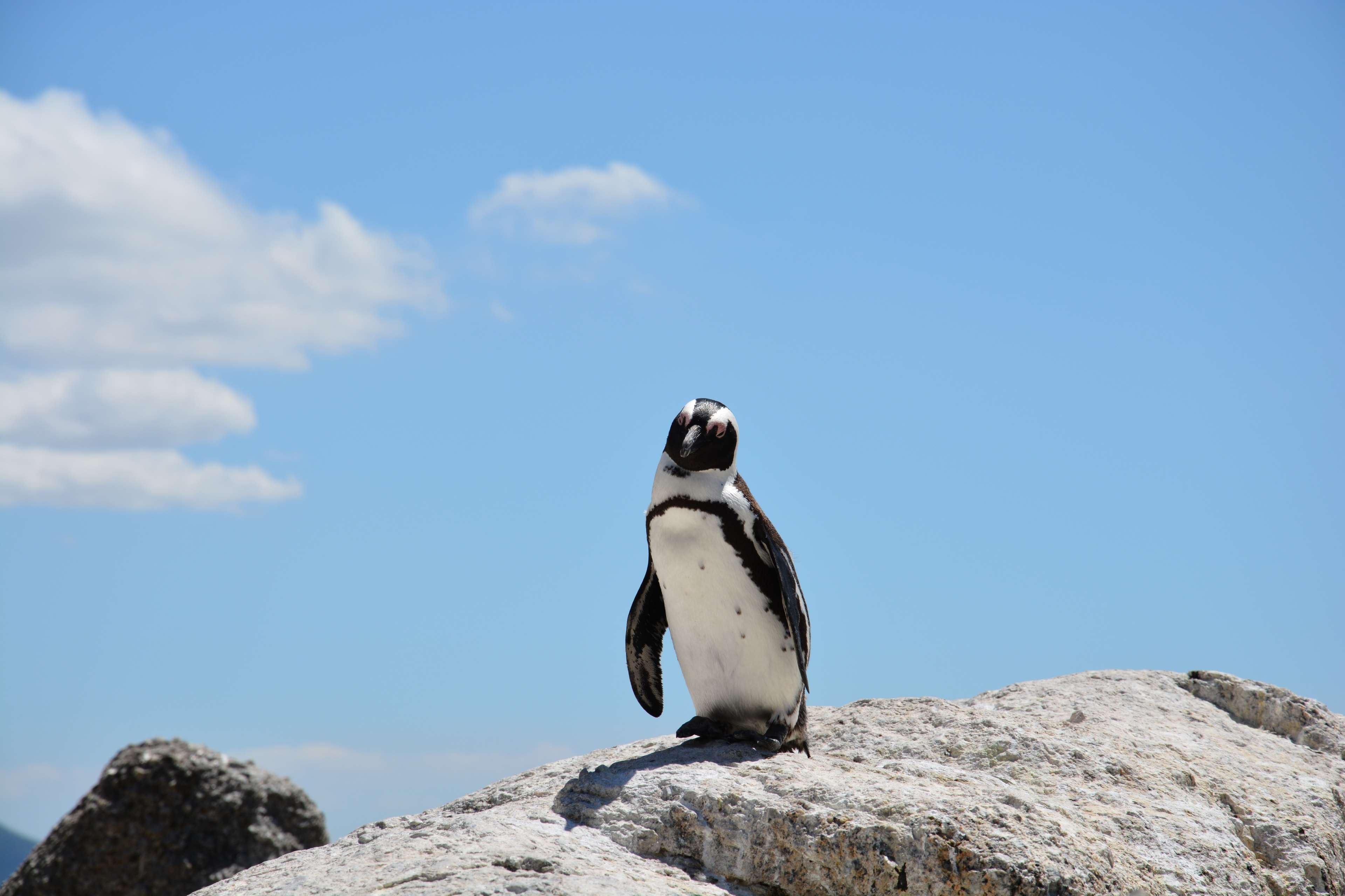 3840x2560 beach, booked, penguin, rock, south africa, water 4k wallpaper