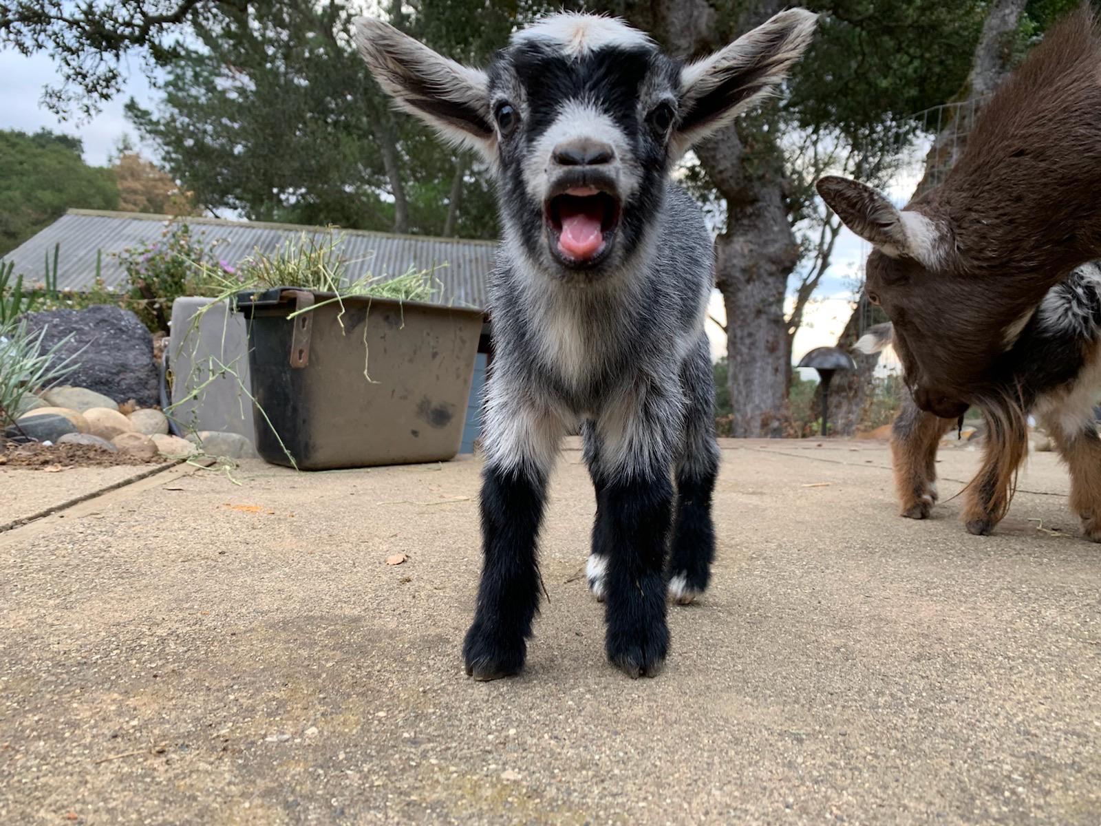 1600x1200 Baby goats yells are the cutest