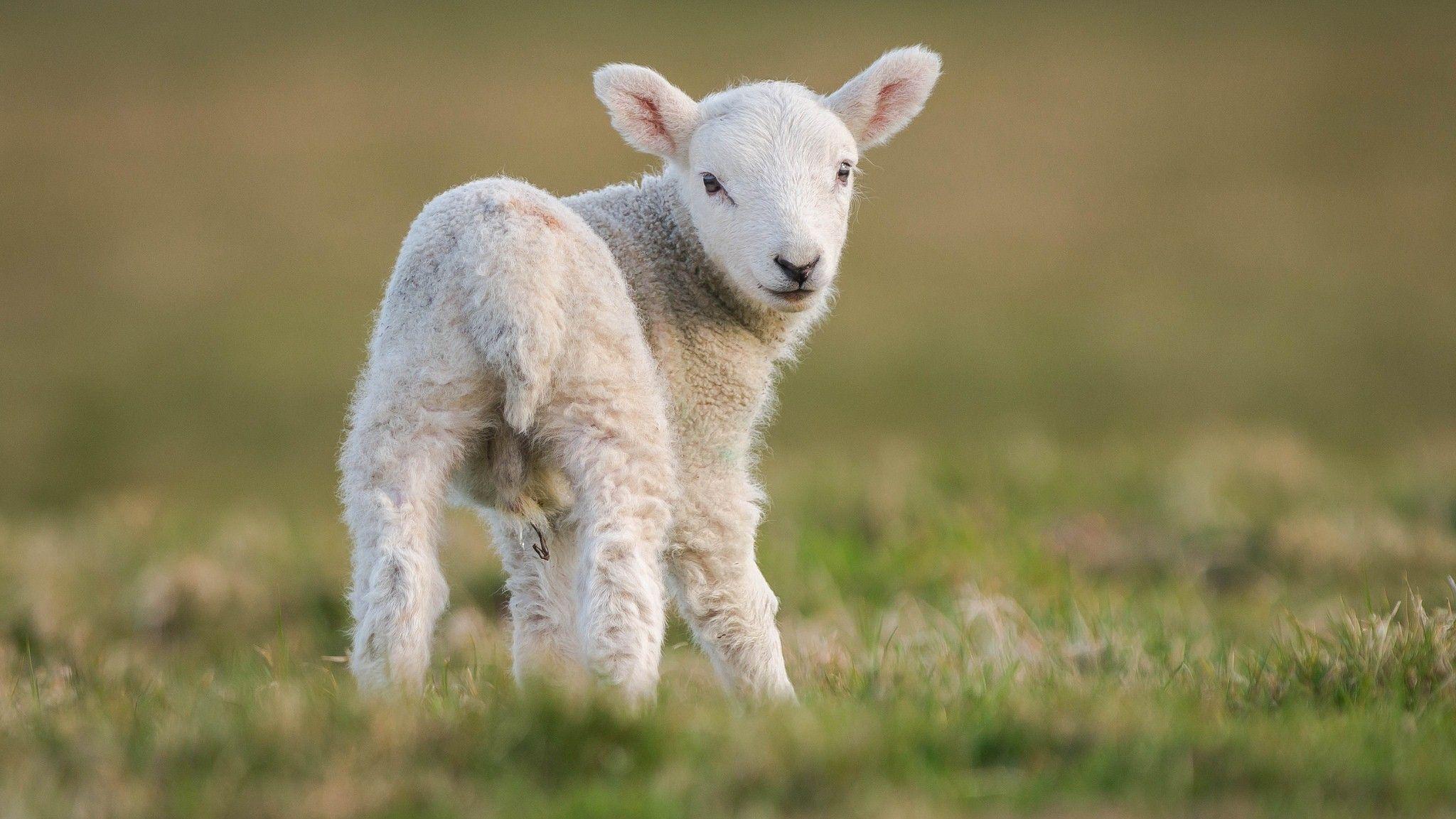 2048x1153 Cute White Goat Wallpaper