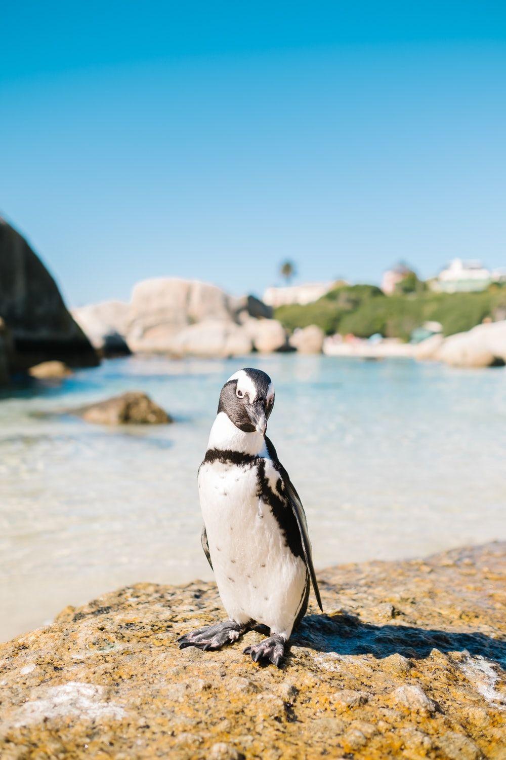1000x1500 African Penguin Picture. Download Free Image