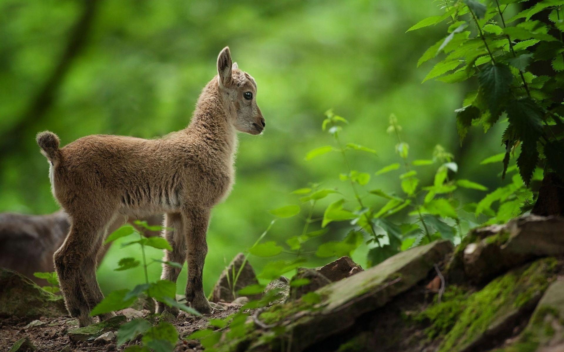 1920x1200 Cute Baby Goat HD Wallpaper