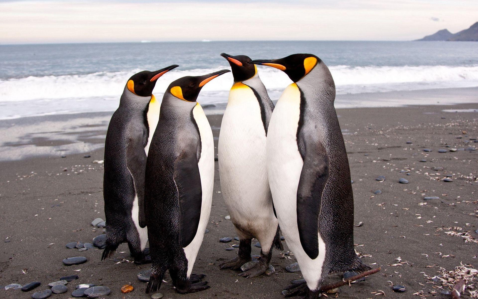 1920x1200 Download wallpaper 1920x1200 penguins, shore, many, pack, family widescreen 16:10 HD background