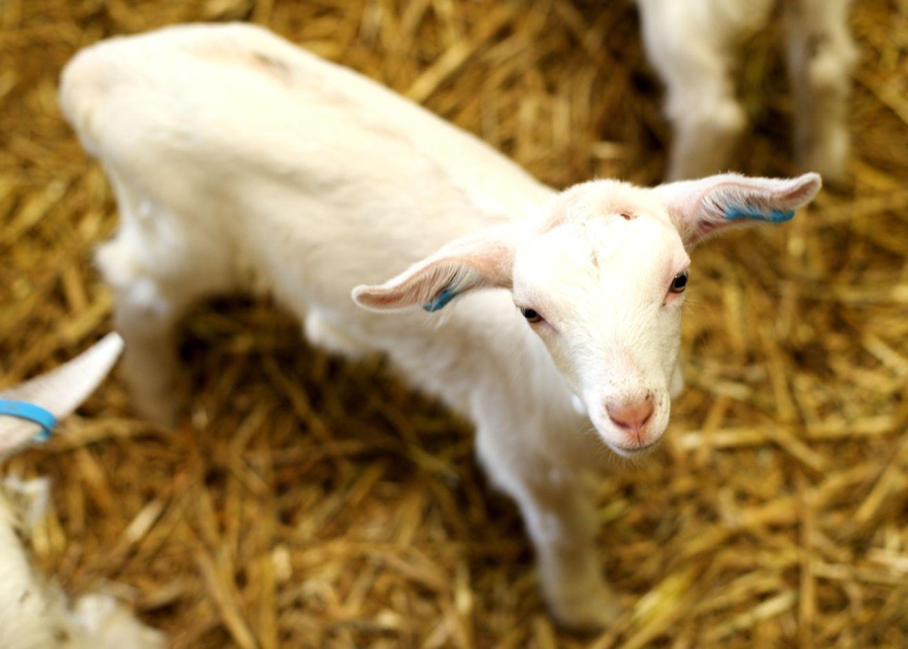 1316x940 Baby Goat Wallpaper