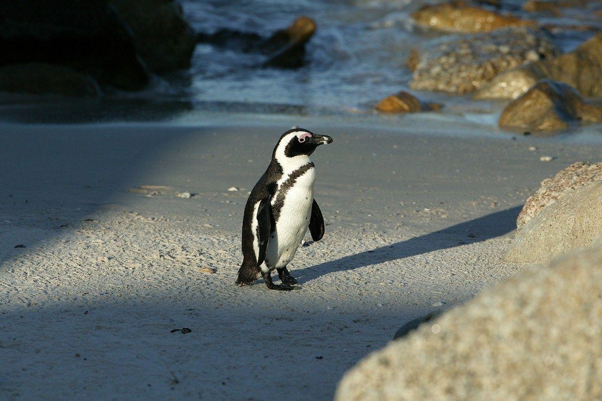 1232x820 African Penguin Wallpaper