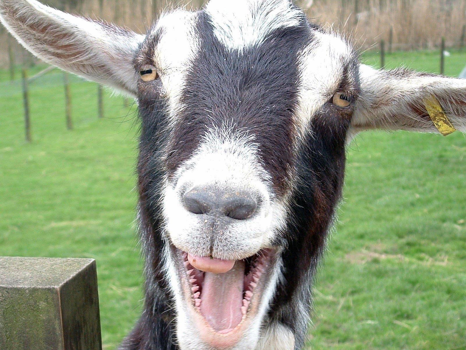 1600x1200 Funny Goat Wallpaper