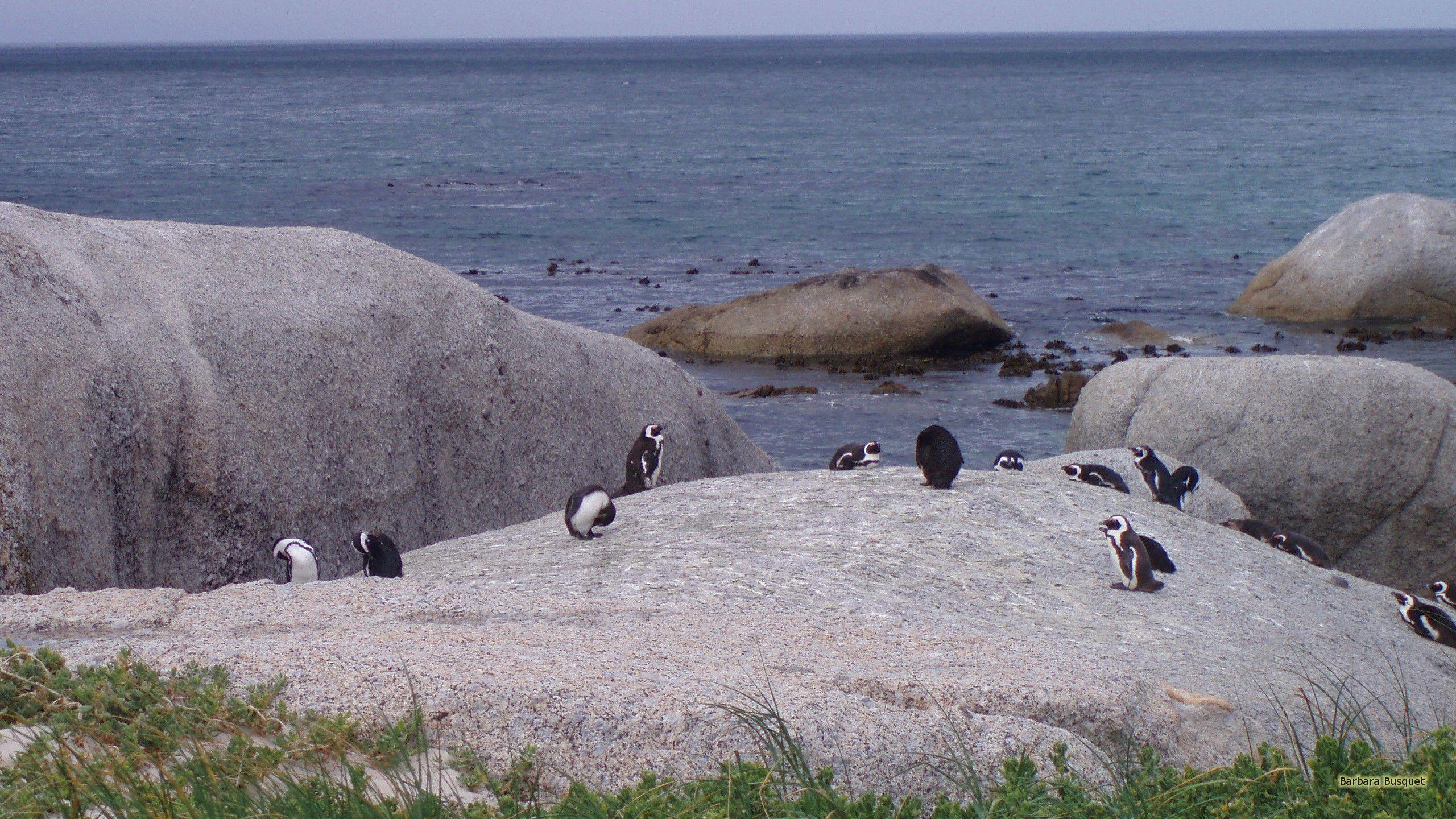 2560x1440 African penguins Boulders Beach's HD Wallpaper