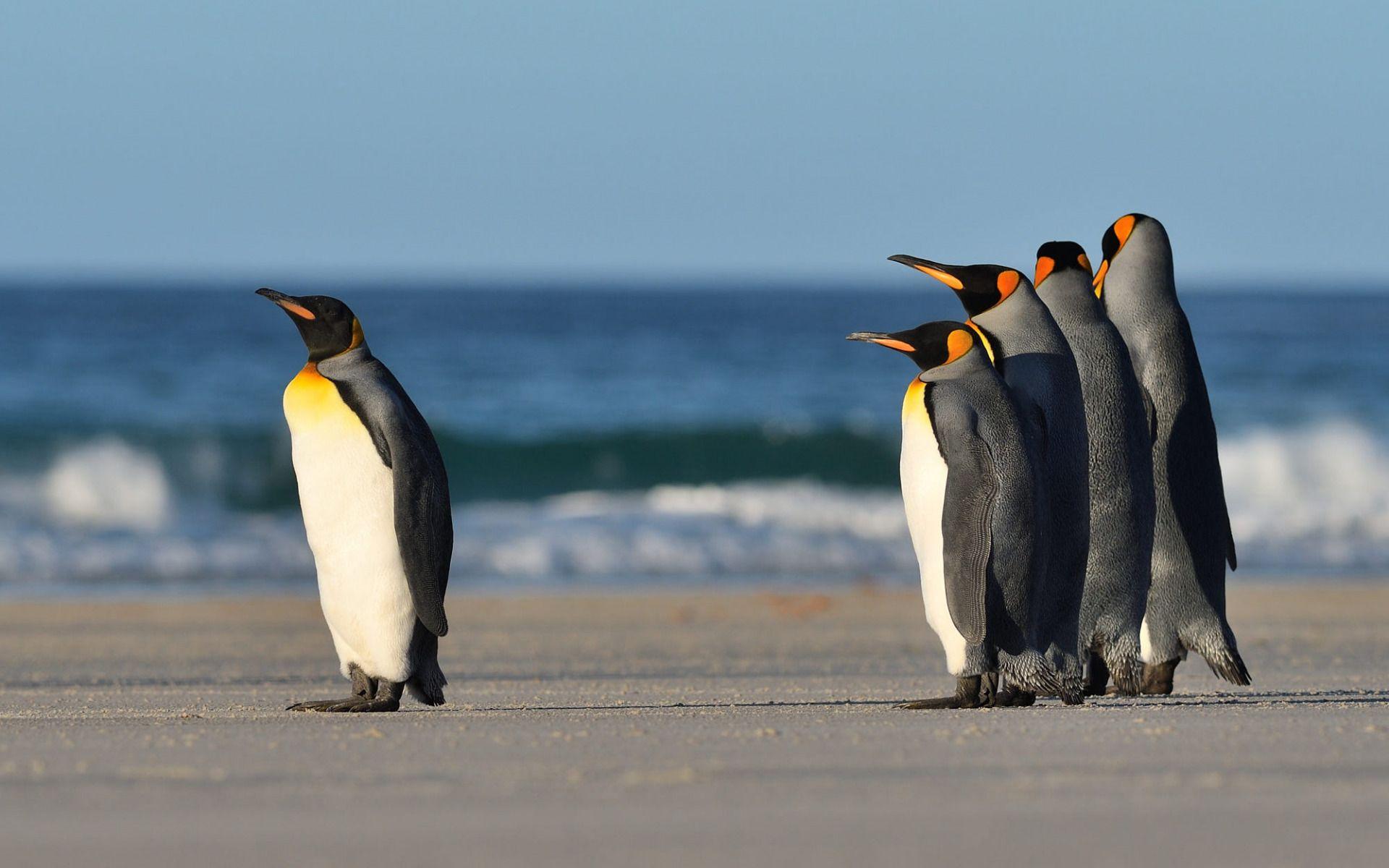1920x1200 Download wallpaper penguins, coast, beach, wildlife, penguin, Antarctica, Antarctic Ocean for desktop with resolution 1920x1200. High Quality HD picture wallpaper