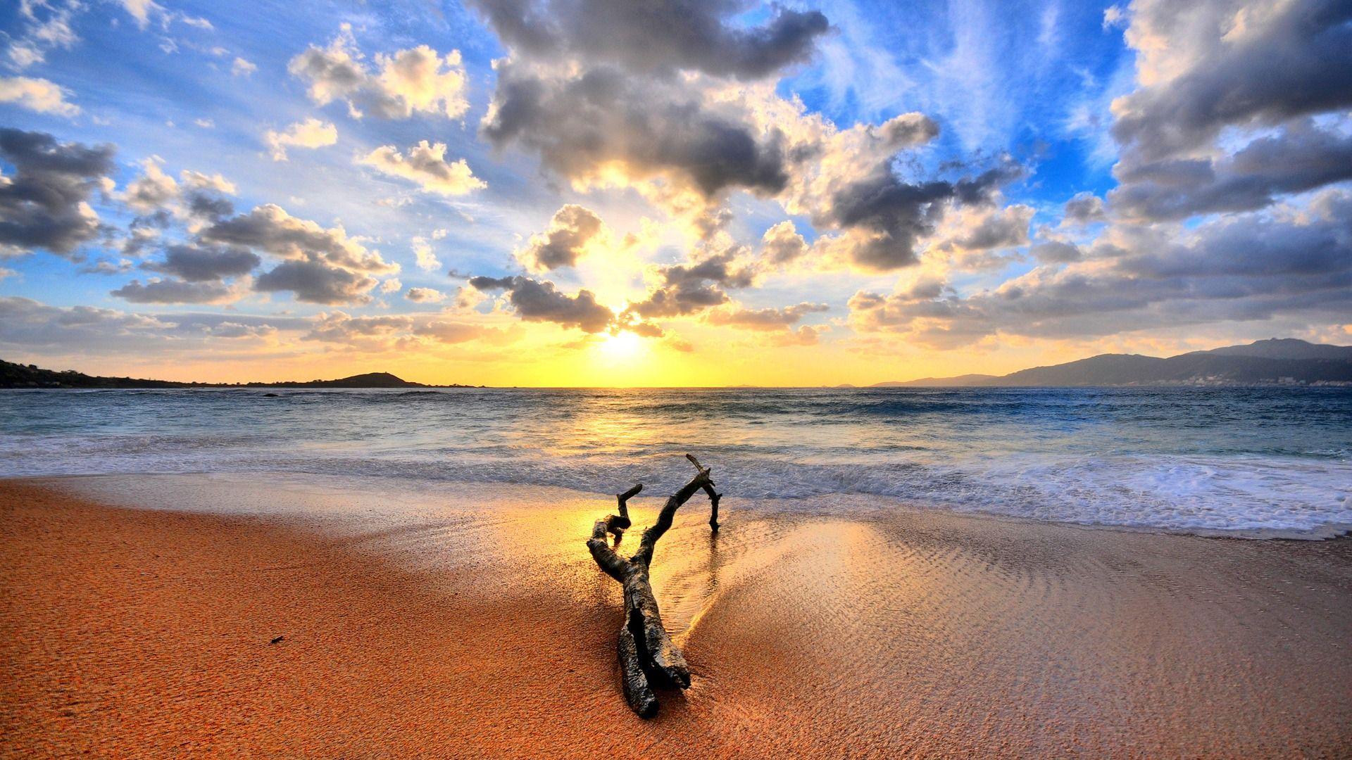 1920x1080 Driftwood Wallpaper Beaches Nature Wallpaper in jpg format for free download