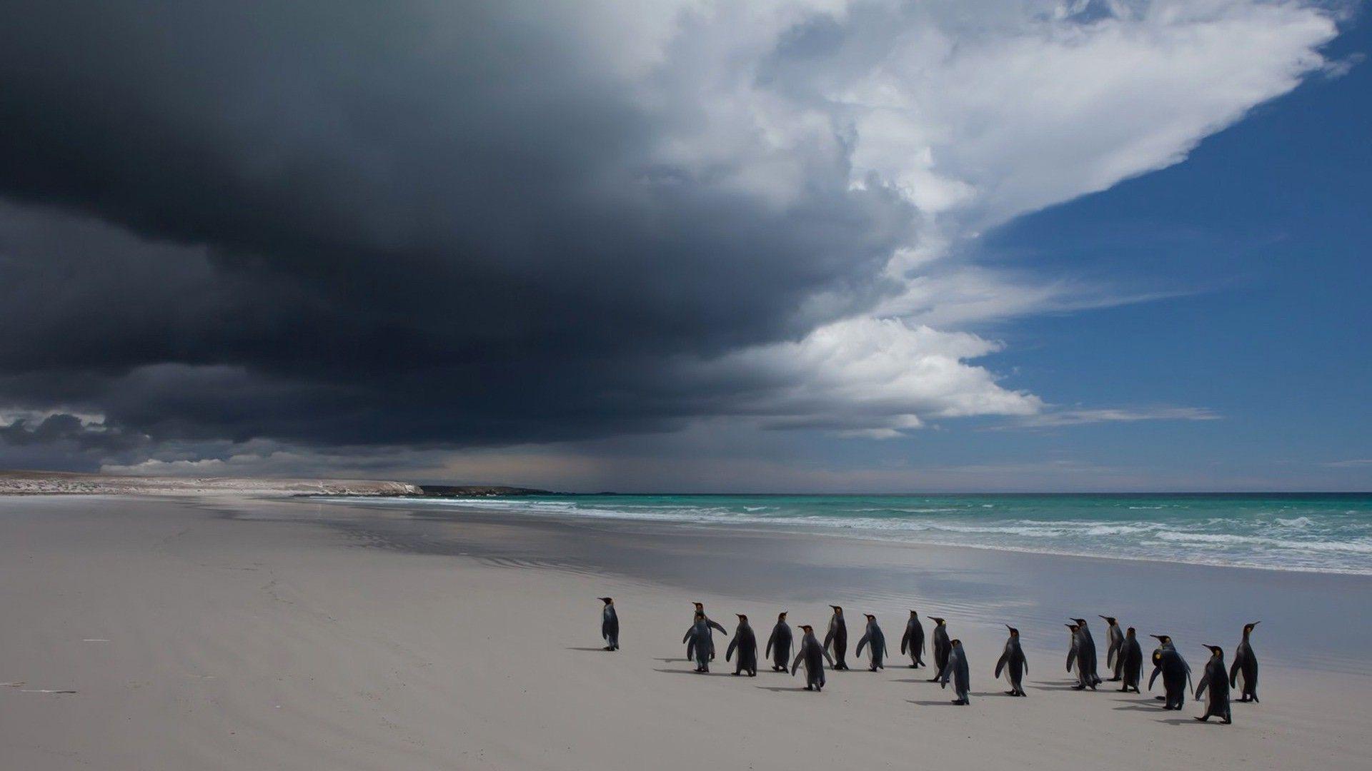 1920x1080 nature, Animals, Landscape, Sand, Penguins, Beach, Sea, Coast, Antarctica, Clouds, Horizon Wallpaper HD / Desktop and Mobile Background