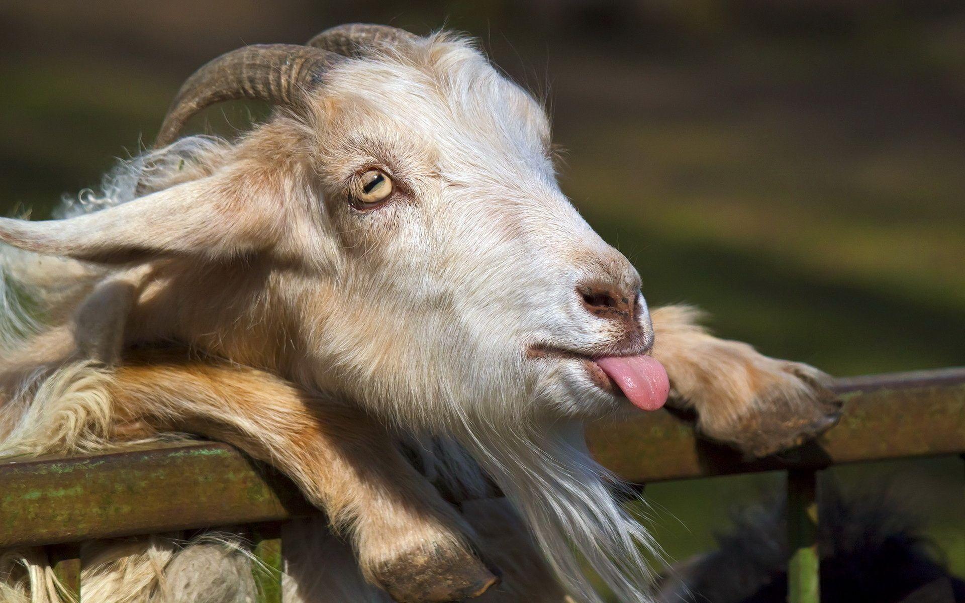 1920x1200 Cute Goats Wallpaper, Picture, Image