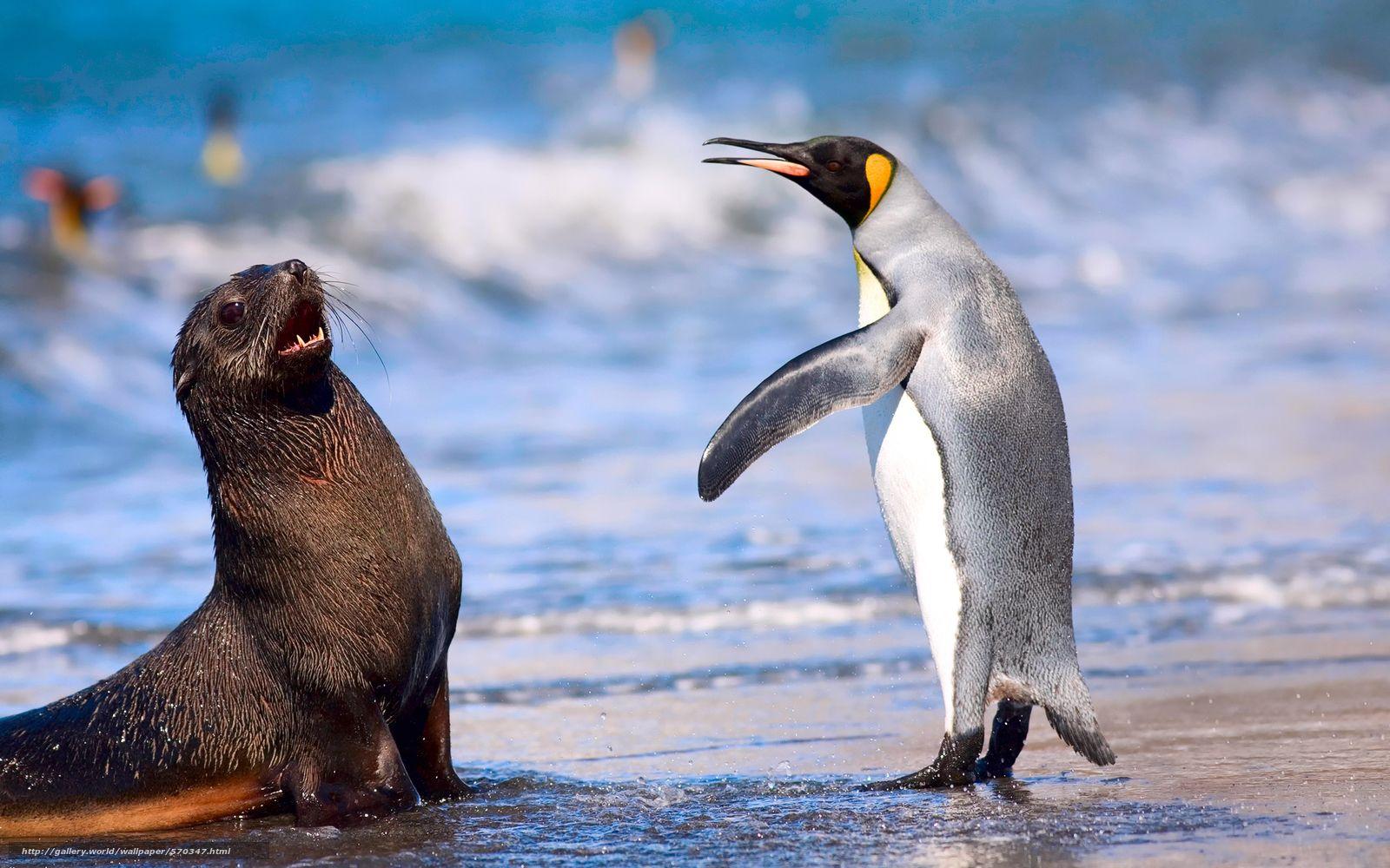 1600x1000 Download wallpaper beach, Kerguelen fur seal, Royal Penguin, sea free desktop wallpaper in the resolution 1920x1200