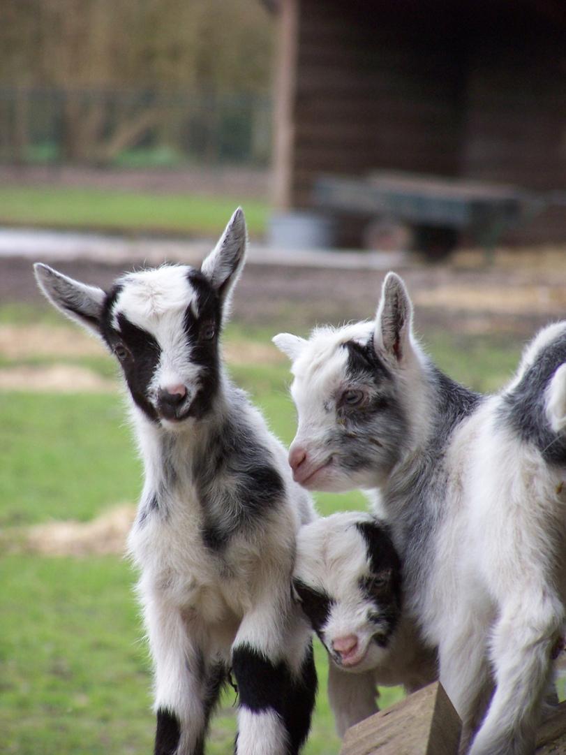 811x1081 Baby Goats Wallpaper Picture HD for Android