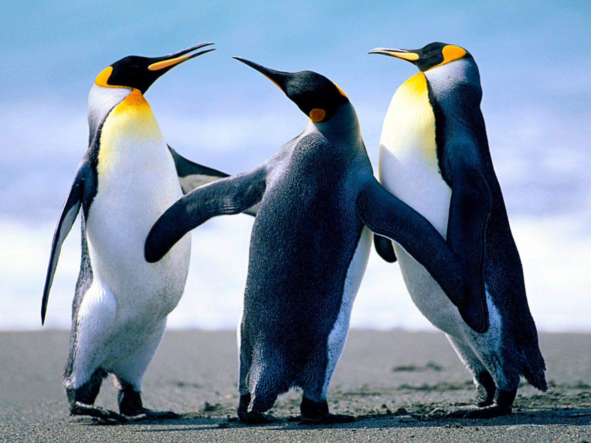 1920x1440 Emperor Penguins Sunbathing On The Sandy Beach Desktop Wallpaper HD 3840x2400 :