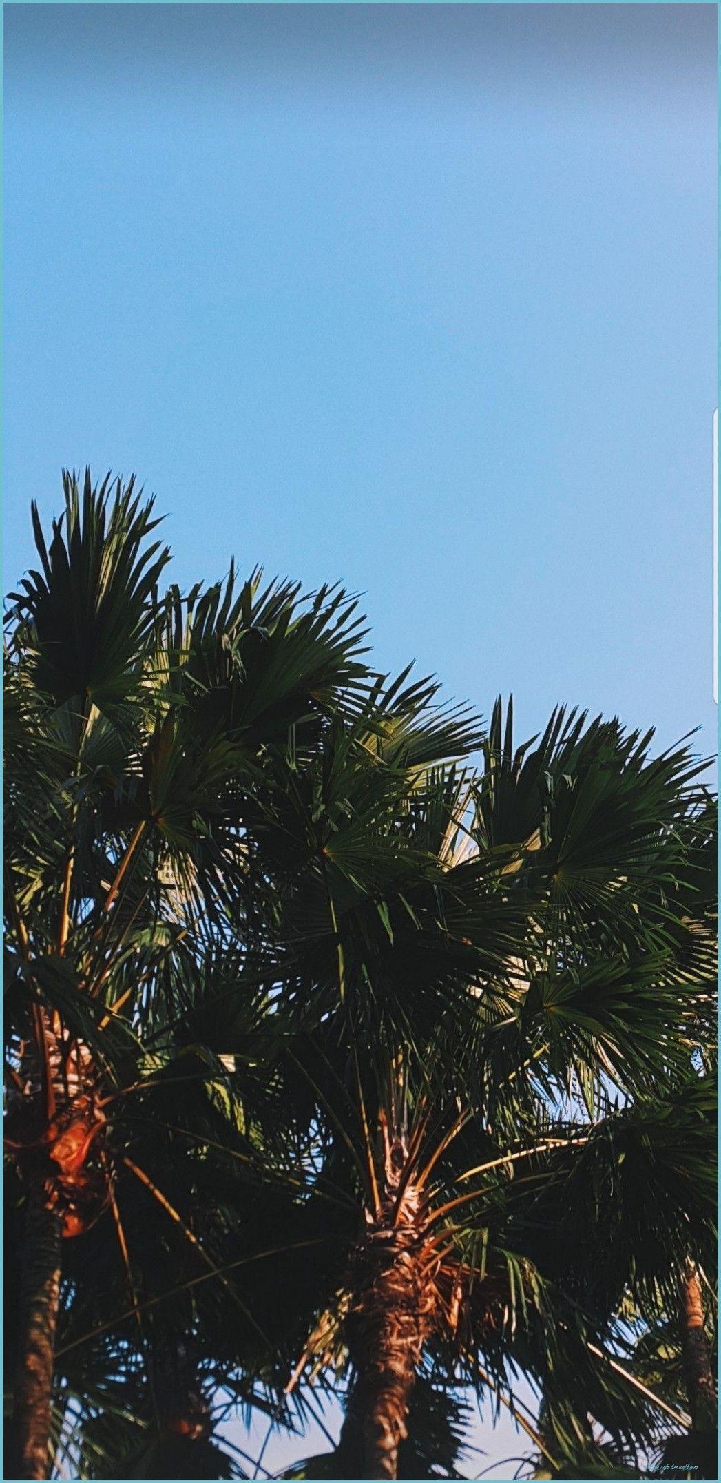 1047x2153 Palm Trees Aesthetic Wallpaper