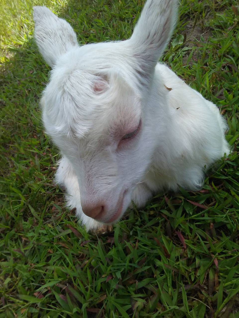 960x1280 Baby goat wallpaper