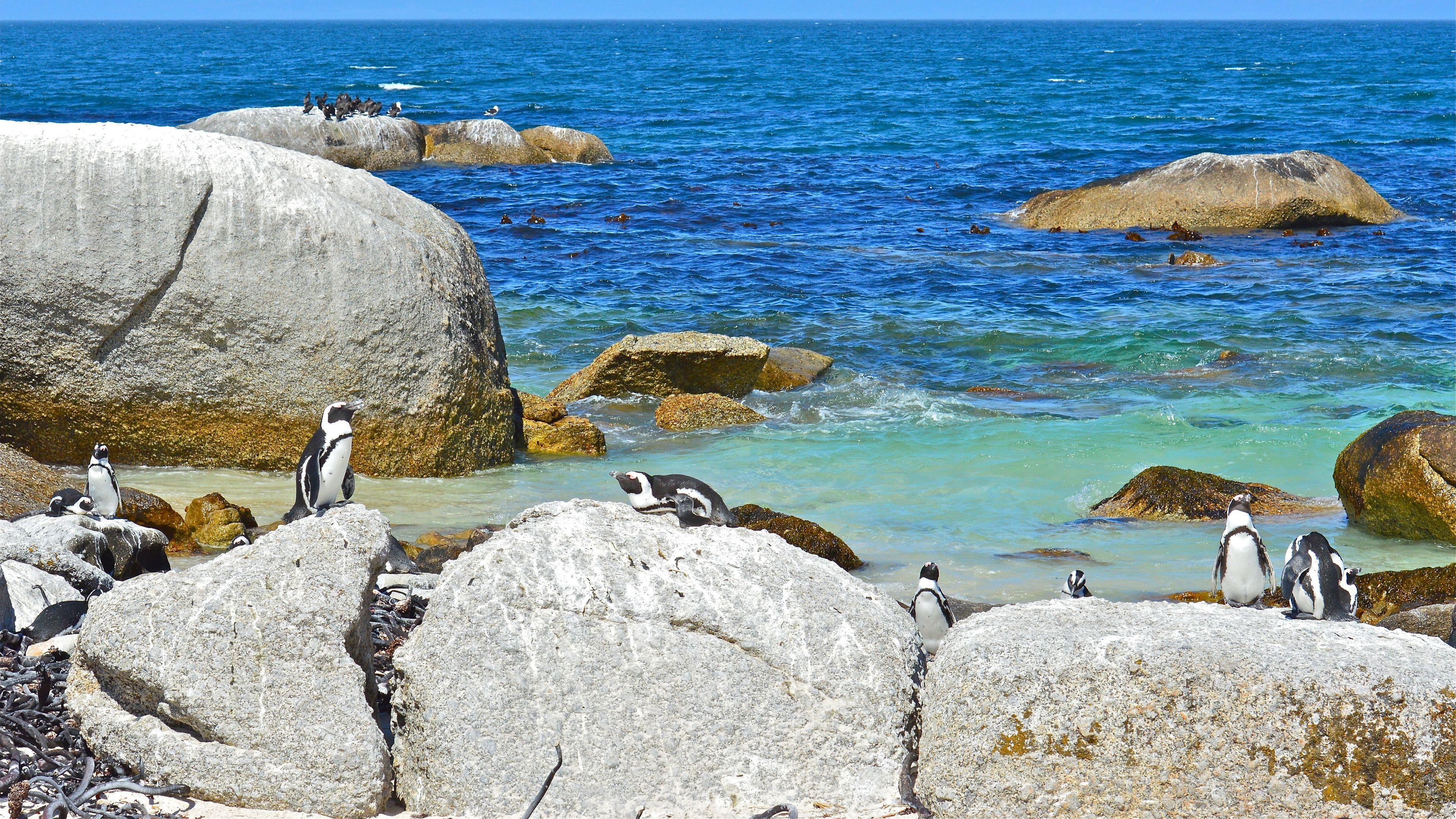 3840x2160 Wallpaper 4k sea, rocks, penguins, landscape 4k Penguins, Rocks, Sea