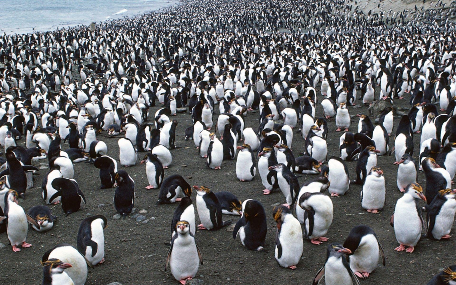 1920x1200 Beach, penguins, group, wallpaper